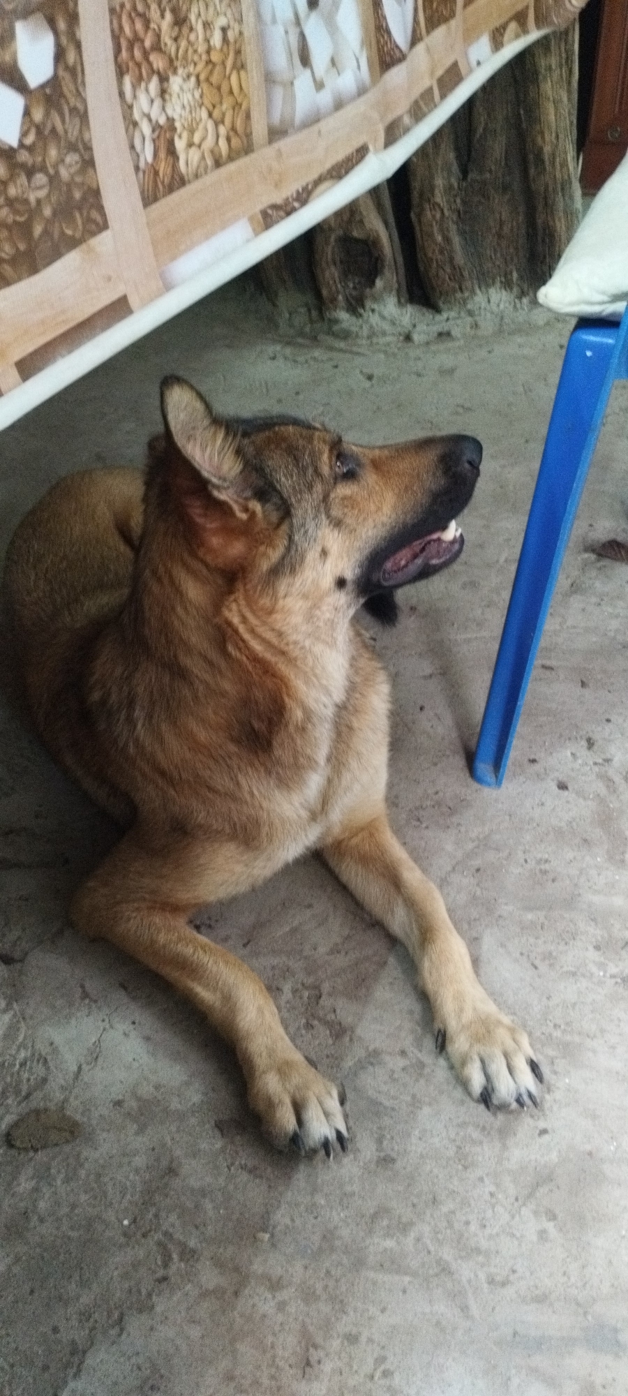 A medium-sized dog with tan and brown fur is lying on a concrete floor. The dog is looking to the right with its mouth slightly open, revealing its teeth. The dog's body is mostly visible, with its front paws extended forward and its hind legs tucked underneath. Behind the dog, a part of a blue plastic chair is visible. In the background, a portion of a blanket with a patterned design of nuts and grains is draped over some wooden structures. The environment appears to be outdoors or in an open-air shelter, with elements of natural materials like wood and rough concrete. The image does not contain any specific indicators to place it in Yaroslavskaya, Russia.