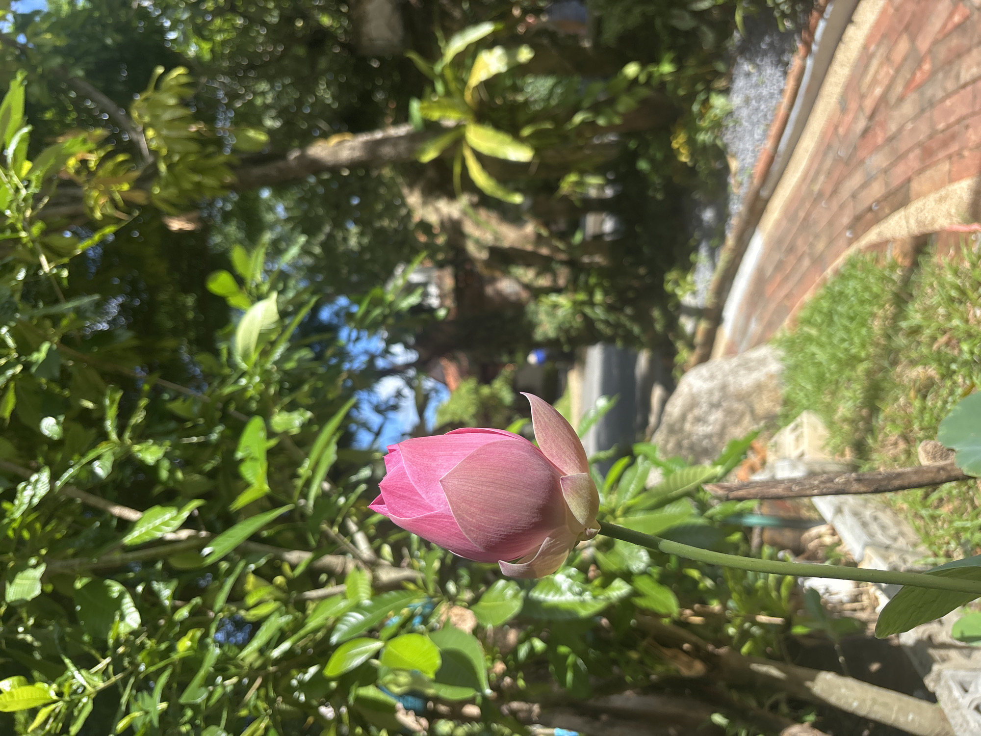The image shows a close-up of a pink lotus flower bud, with its petals tightly furled. The flower is on a green stem, and it is surrounded by lush green foliage. In the background, there are hints of a brick wall, some grass, and a rocky area, suggesting an outdoor garden setting. The sunlight appears to be bright, casting shadows and highlighting the textures of the leaves and flower. The overall mood is tranquil and natural. The image was taken in Chalong, Thailand.