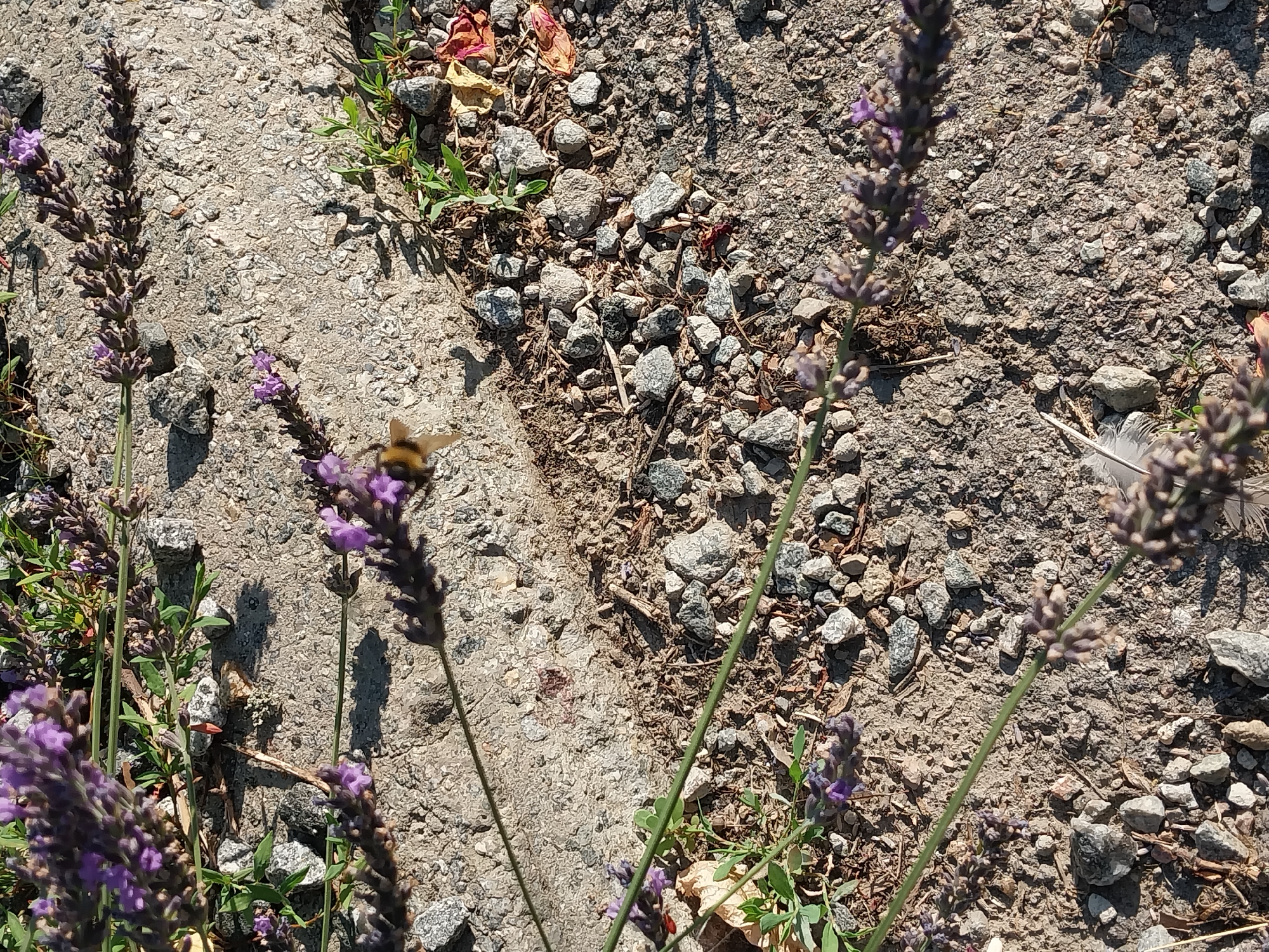 This image shows a close-up view of lavender plants growing along a concrete path, likely in the city of Doslidne, Ukraine. The ground is covered with gravel and some dry leaves. A bee is visible in the upper right quadrant of the image, appearing to be in flight or on a lavender stalk. There are no people visible in the image. The lighting suggests it is daytime, with shadows cast by the plants on the concrete.