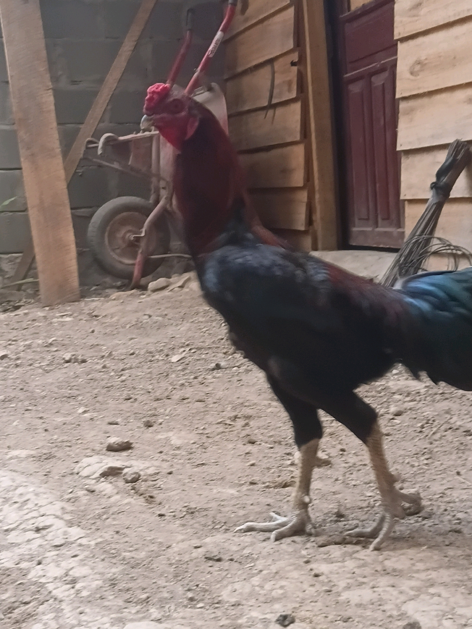 A rooster stands on dirt ground. The rooster has black and dark red feathers, and a red comb and wattle. In the background, there is a wheelbarrow, wooden walls, and a door. The image appears to be taken in Margo Rukun, Indonesia.