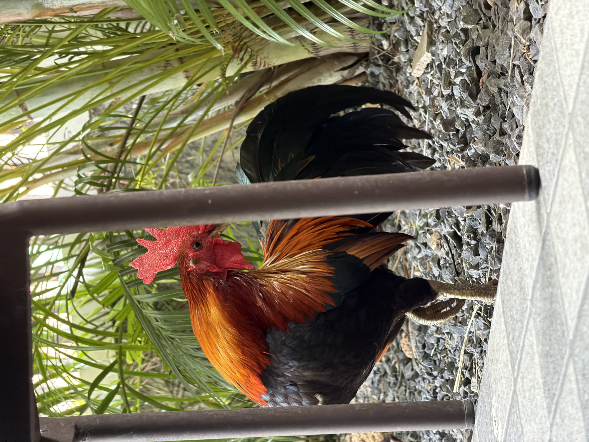 A rooster stands on a gravel and paved surface, partially obscured by brown metal supports. The rooster has bright red comb and wattle, with orange and black plumage. It is facing left, with its head turned slightly to the right. Behind the rooster are tall green plants with long, thin leaves. The background appears to be an outdoor setting, possibly a garden or courtyard. The scene is located in Baan Bo Phut, Thailand.