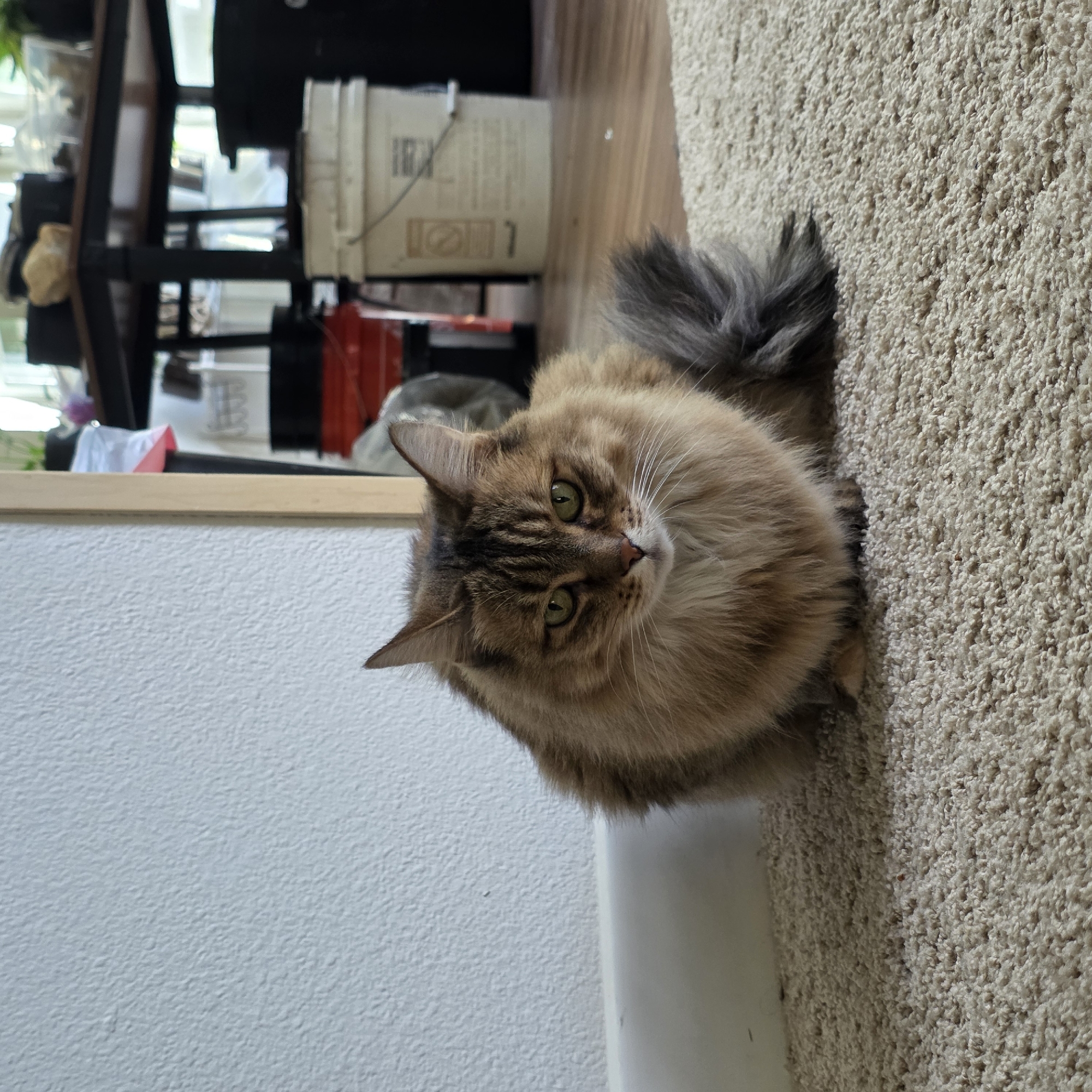A medium-haired, brown tabby cat with green eyes is sitting on a beige carpet in a room. The cat is facing the camera and its tail is curled to its right. In the background, there is a white wall, a wooden door frame, a table with various objects on it, and some buckets. The scene appears to be indoors. The location is not specified in the image.
