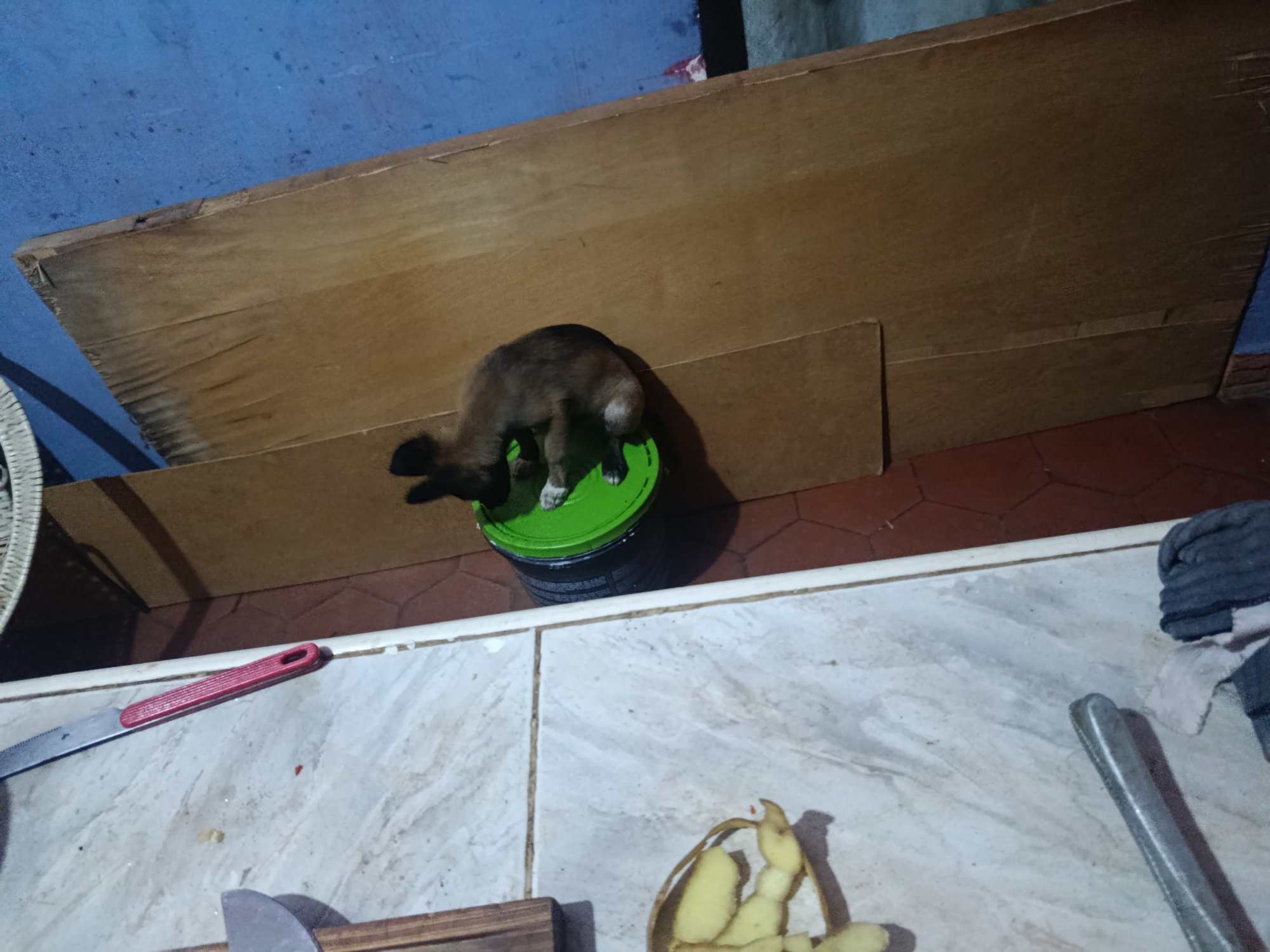 A brown puppy stands on a green-lidded, black paint can situated in an indoor kitchen setting in Juan Griego, Venezuela. The floor is tiled with large, light-colored square tiles patterned with marble-like veining. Various kitchen utensils and food preparation remnants are scattered on the countertop, including a red-handled knife, potato peels, and metal serving tools. A wooden board is propped against a blue wall in the background. A piece of wicker furniture is partially visible on the left side.