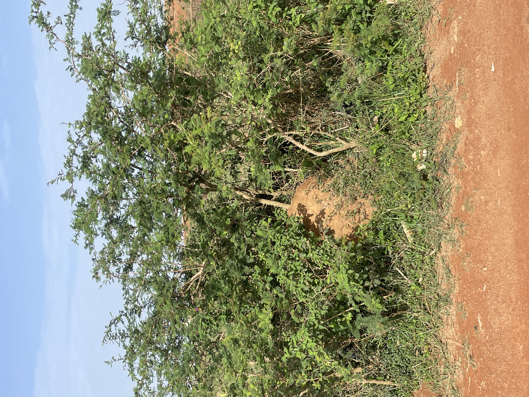 The image depicts a scene in Jos, Nigeria. A green tree with dense foliage stands prominently in the left portion of the frame, partially obscuring a large, reddish-brown termite mound. The mound is situated amidst tall grass and other vegetation. To the right of the grass, there is a reddish-brown dirt road or pathway. The sky is visible in the upper left corner and is light blue.