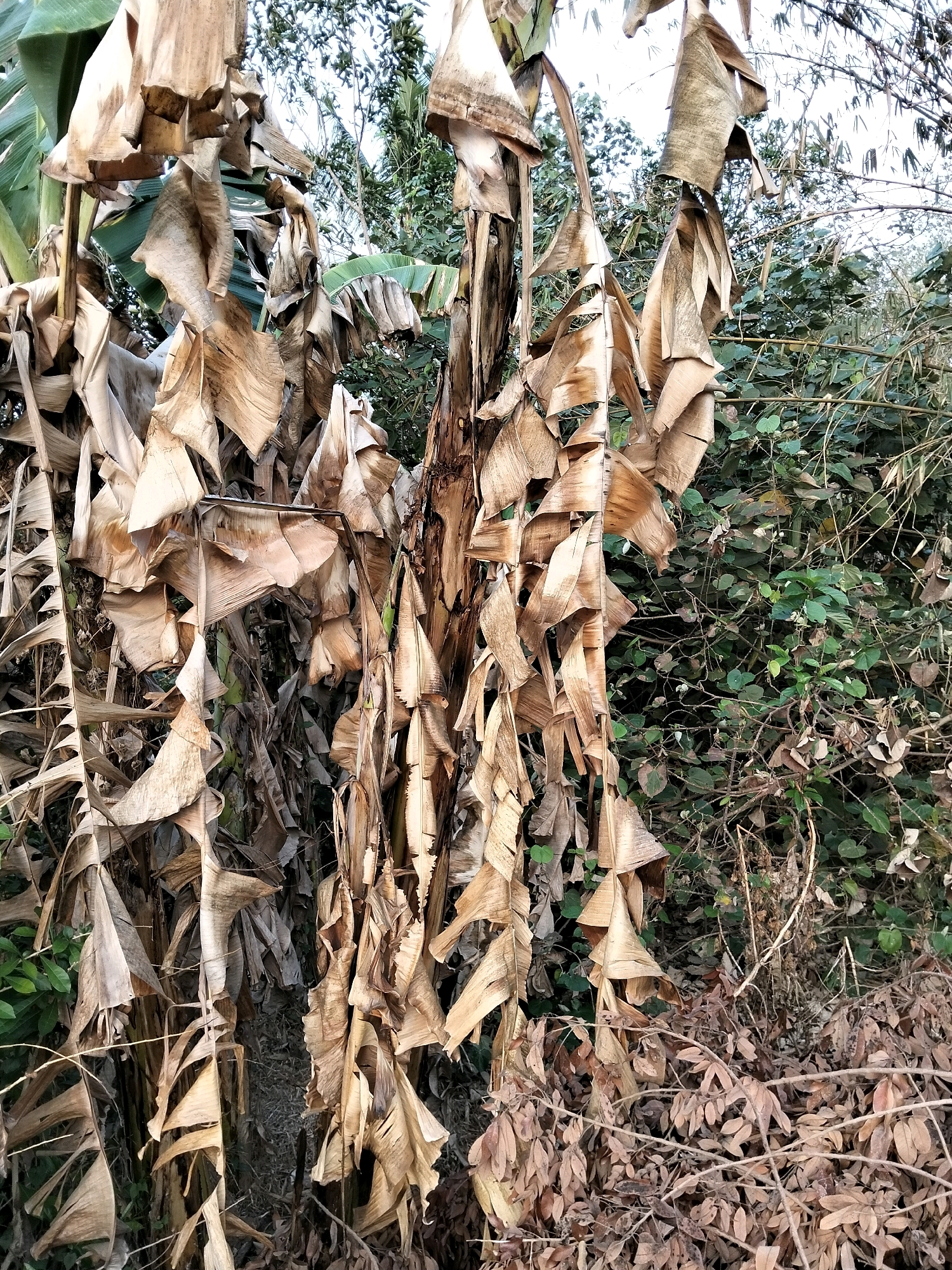 The image depicts a close-up view of a banana tree with predominantly dry, brown leaves hanging down. The leaves are varied in size and shape, with some appearing brittle and others more pliable. The trunk of the banana tree is visible, appearing rough and textured. Behind the banana tree, there is dense foliage of various green plants and trees, suggesting an outdoor, natural environment. Some dry leaves and branches are also scattered on the ground in the foreground. The lighting appears natural, consistent with an outdoor setting during daylight. There are no people or animals visible in the image. The location is identified as Kliwonan, Indonesia.