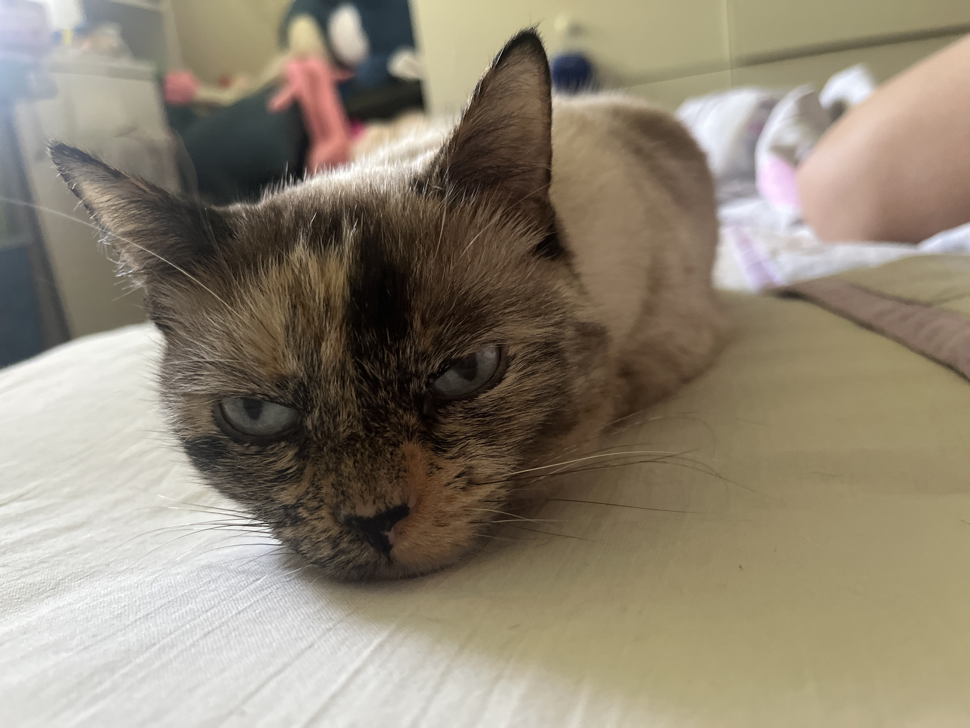 An eye-level, medium shot captures a tortie-point Siamese cat lying on a white, textured surface. The cat faces left, with its head resting on its paws. Its fur is a mixture of cream, brown, and black markings, with striking blue eyes. The background is blurred, showing hints of a room with furniture and possibly stuffed animals. The lighting is natural, coming from the left side of the frame, casting soft shadows. The overall impression is of a relaxed or slightly weary cat.