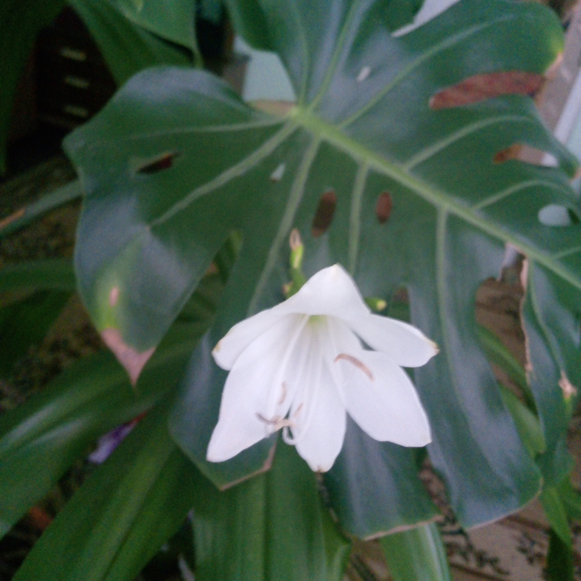 A white flower with delicate petals is centered in the frame, its stamens visible within. The flower is surrounded by large, green leaves, one of which takes up a significant portion of the background. This large leaf displays prominent veins and has several brown, irregularly shaped spots. Some of the leaves appear to be slightly damaged or discolored at the edges. The overall environment suggests an outdoor setting, likely a garden or a natural area.