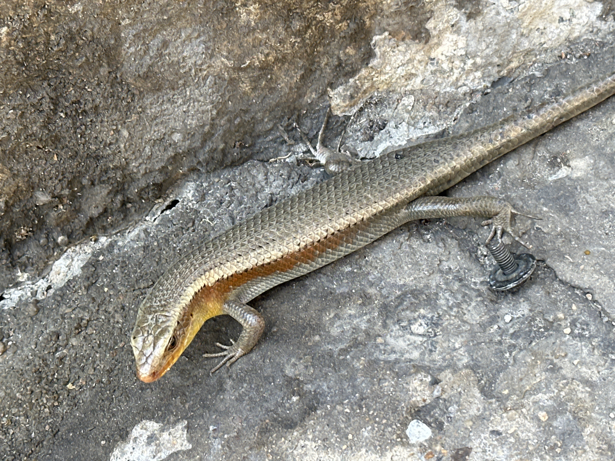A sun skink is resting on a rough, textured concrete surface next to a wall, in Nha Trang, Vietnam. The skink, with its metallic scales and orange-yellow throat, is positioned diagonally across the frame, its head pointed to the left. Its front right leg is extended, and its hind legs are tucked beneath its body. A small, silver-colored screw with a ribbed washer is embedded in the concrete to the right of the skink. The background wall is a dark, mottled gray, with a rough and uneven surface. The concrete is a lighter gray, with scattered white and dark specks. The lighting suggests it is daytime, with shadows casting from the skink and the screw.