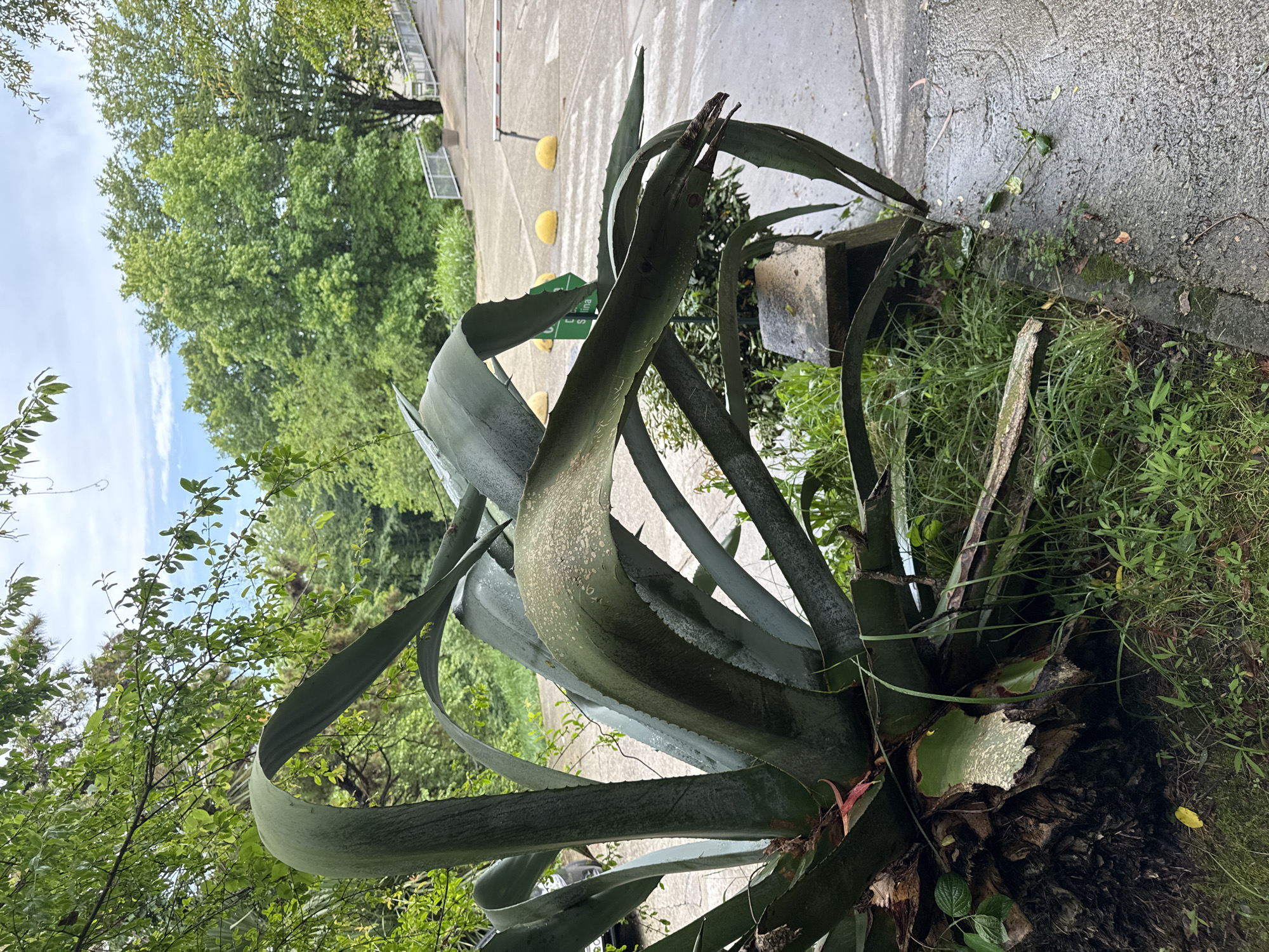 An agave plant with large, fleshy green leaves is in the foreground, leaning to the right. The plant's base appears to be a thick, fibrous trunk, and it is surrounded by green grass and some fallen branches. To the right of the agave, a wet, grey paved surface is visible, possibly a road or pathway. In the background, there is a white barrier, yellow bollards, and more paved areas. Trees with green foliage and a cloudy sky are also present. The scene appears to be outdoors in a park-like setting or near a road. There are no people visible in the image.