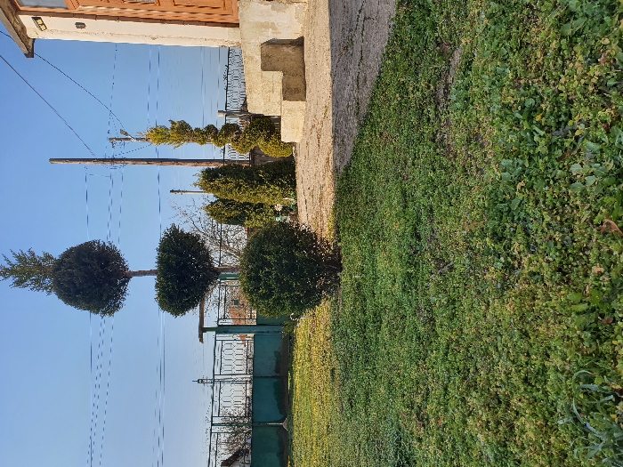 This image depicts an outdoor garden or yard in Vasilovtsi, Bulgaria, under a clear, bright blue sky. The foreground is dominated by a dense covering of green ground vegetation, intermixed with various small plants. A prominent, spherical evergreen shrub is centered in the mid-left. Behind it, a tall topiary tree features a distinct two-tiered spherical shape with a natural, pointed conifer top. To the left of this tree, a green metal fence with geometric lattice patterns is visible, behind which distant buildings can be discerned.
Further to the right, a tall wooden utility pole stands vertically, with multiple dark utility lines extending horizontally across the upper portion of the sky. Several other evergreen shrubs, including a tall, spiral-shaped topiary, are arranged to the right of the central topiary tree. A light-colored concrete or paved pathway extends from the right edge into the midground, leading towards a cream-colored building partially visible on the far right. This building features a prominent brown wooden door and is accessed by two visible concrete steps, appearing somewhat weathered. No individuals or animals are present, and no active interactions are depicted; the scene is static and well-lit by direct sunlight, casting subtle shadows.