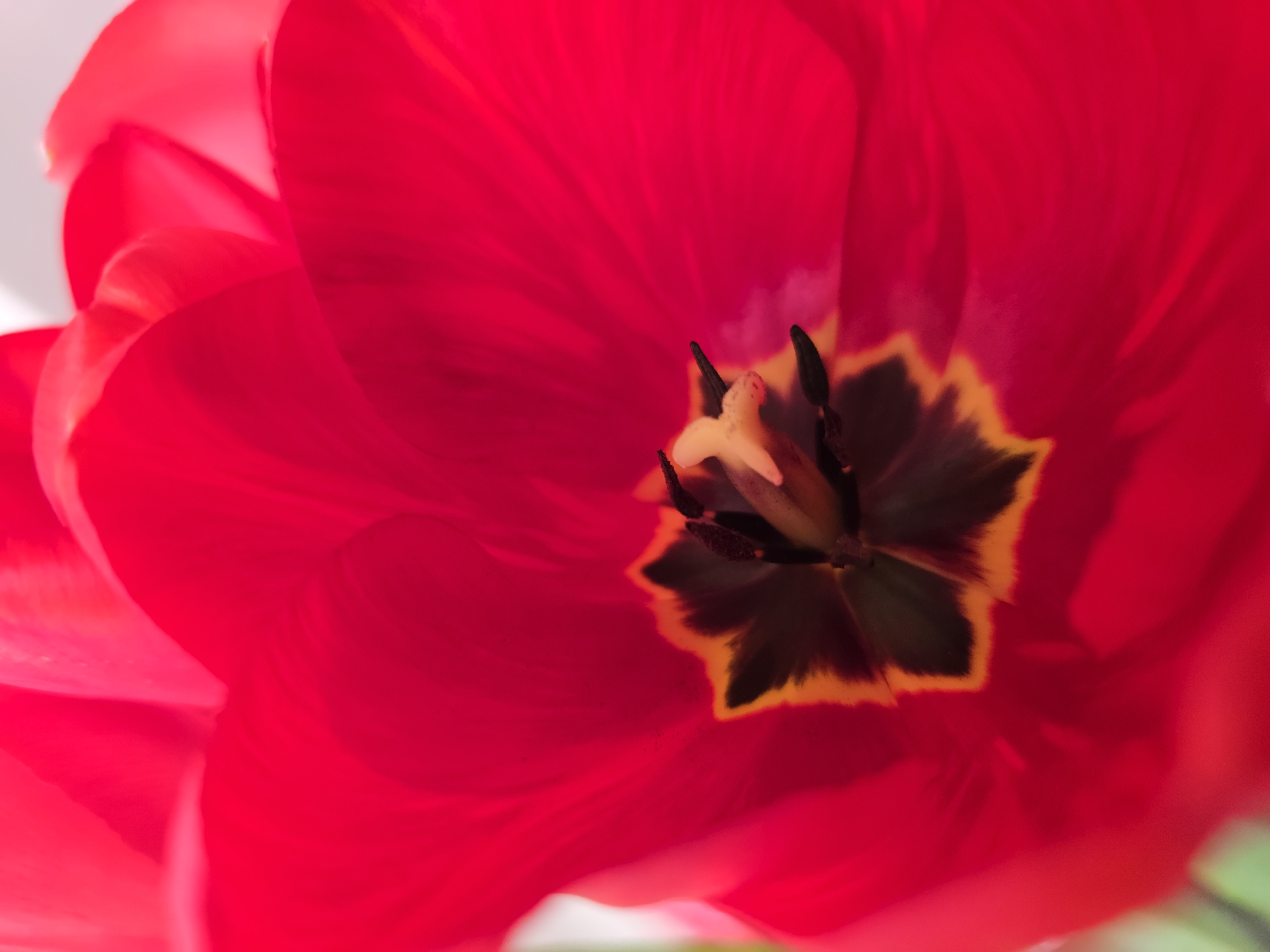 A close-up, slightly high-angle shot focuses on the interior of a red tulip. The petals are a vibrant red with subtle variations in tone and texture. In the center of the flower, the pistil is cream-colored, surrounded by dark, elongated stamens with a distinctive star-shaped pattern outlined in yellow at their base. The background is blurred. The specific location of this flower within the city of Varna, Bulgaria, is impossible to determine from the image.