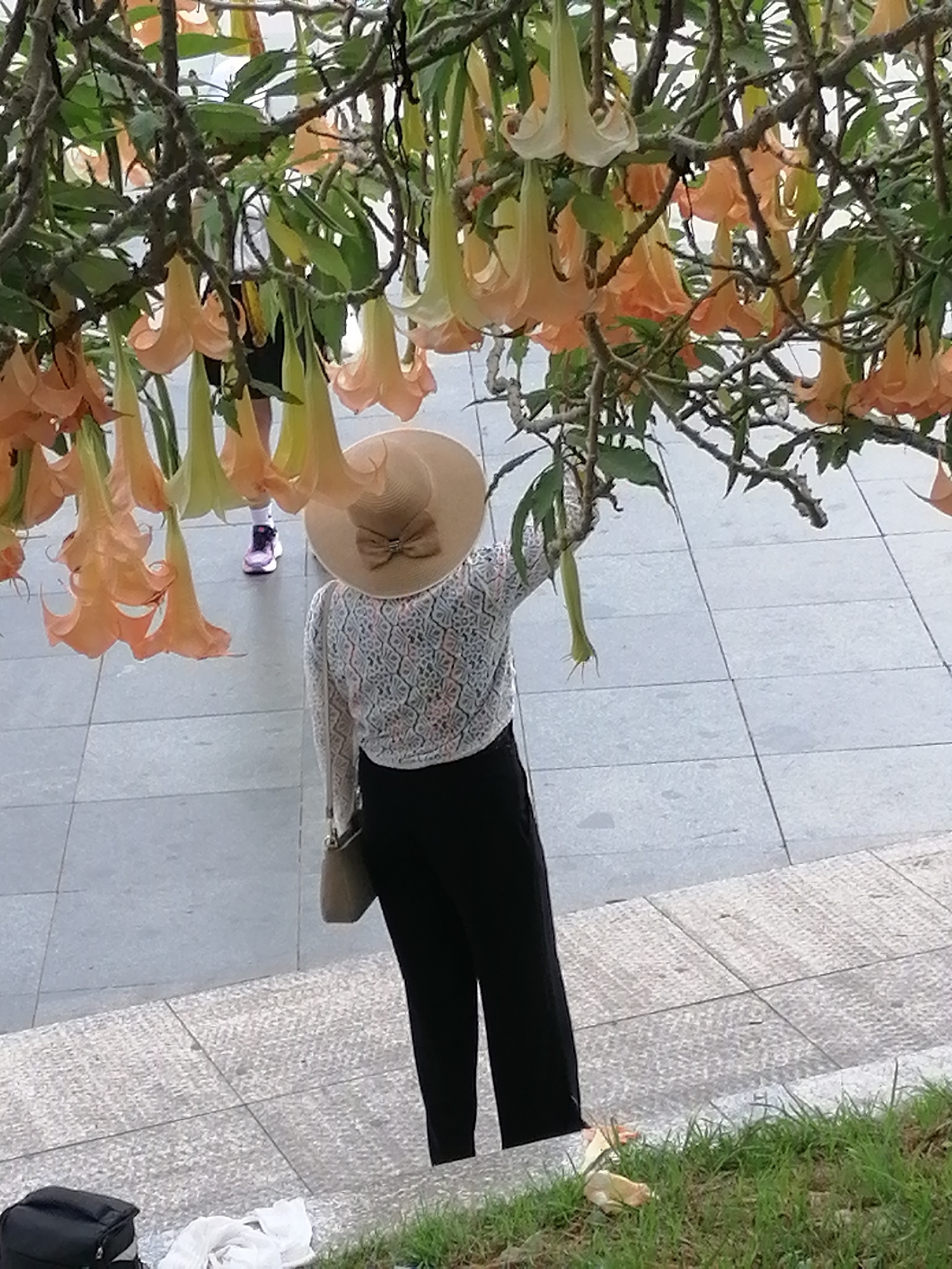 An overhead shot shows a person wearing a large-brimmed straw hat adorned with a bow, a patterned blouse, and black pants, standing on a paved walkway. The person is facing away from the camera. Behind them, a person wearing a white shirt and black shorts, and athletic shoes is visible. The scene is dominated by a cluster of bell-shaped, pale orange flowers hanging from branches overhead, creating a canopy effect. The walkway is made of grey square tiles with a textured surface. In the foreground, grass and some discarded items, including a black bag and white cloth, are visible on a lower level. The environment suggests a public outdoor space, possibly a park or garden, in Da Lat, Vietnam, known for its floral displays and cool climate.