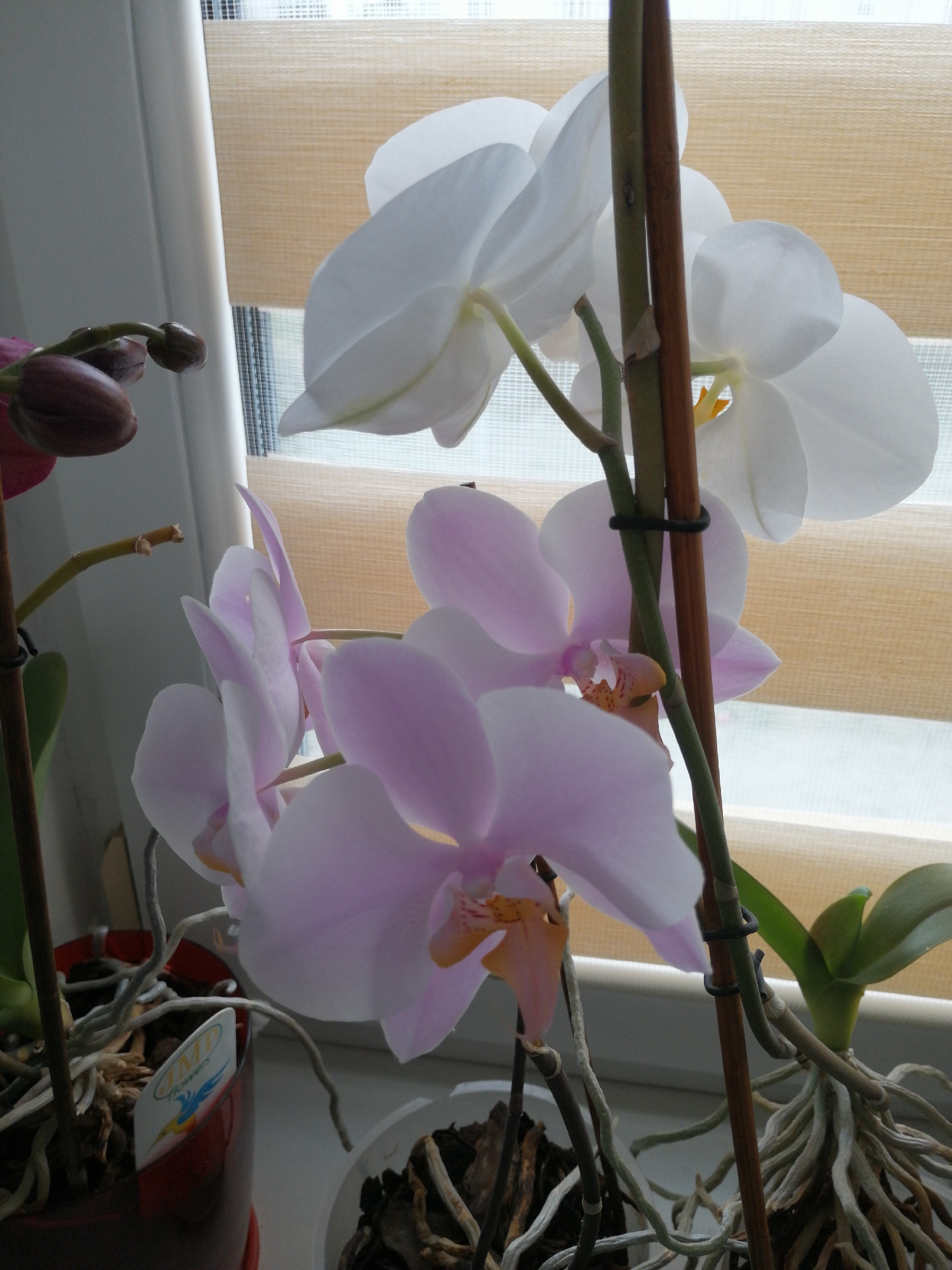 The image shows a close-up of a potted orchid plant with several white and pink flowers and buds. The plant is in a red pot, and the background consists of a window with blinds. The lighting suggests it is daytime, likely indoors. The overall scene is that of a domestic setting, possibly a windowsill.