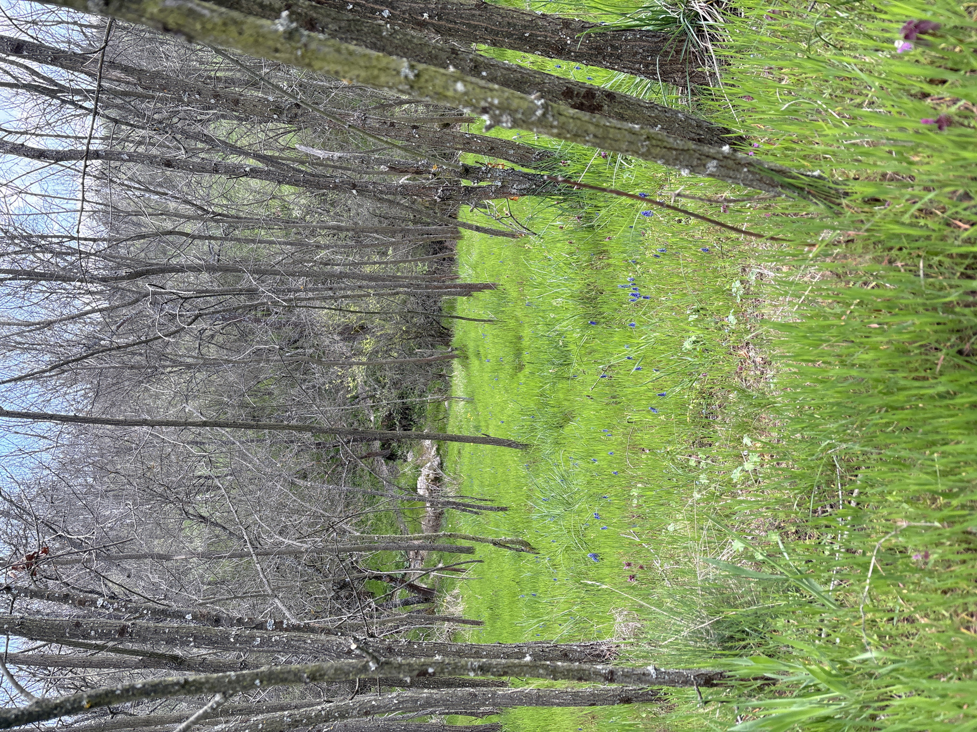 The image shows a meadow in what appears to be the outskirts of a forest, potentially near Panagyurishte, Bulgaria, though specific city features are absent. The meadow is lush with green grass and dotted with small blue and purple flowers. Trees line both sides of the meadow, some with bare branches, indicating a time of year transition. A narrow path or gap runs through the center of the meadow. No people are visible in the scene.