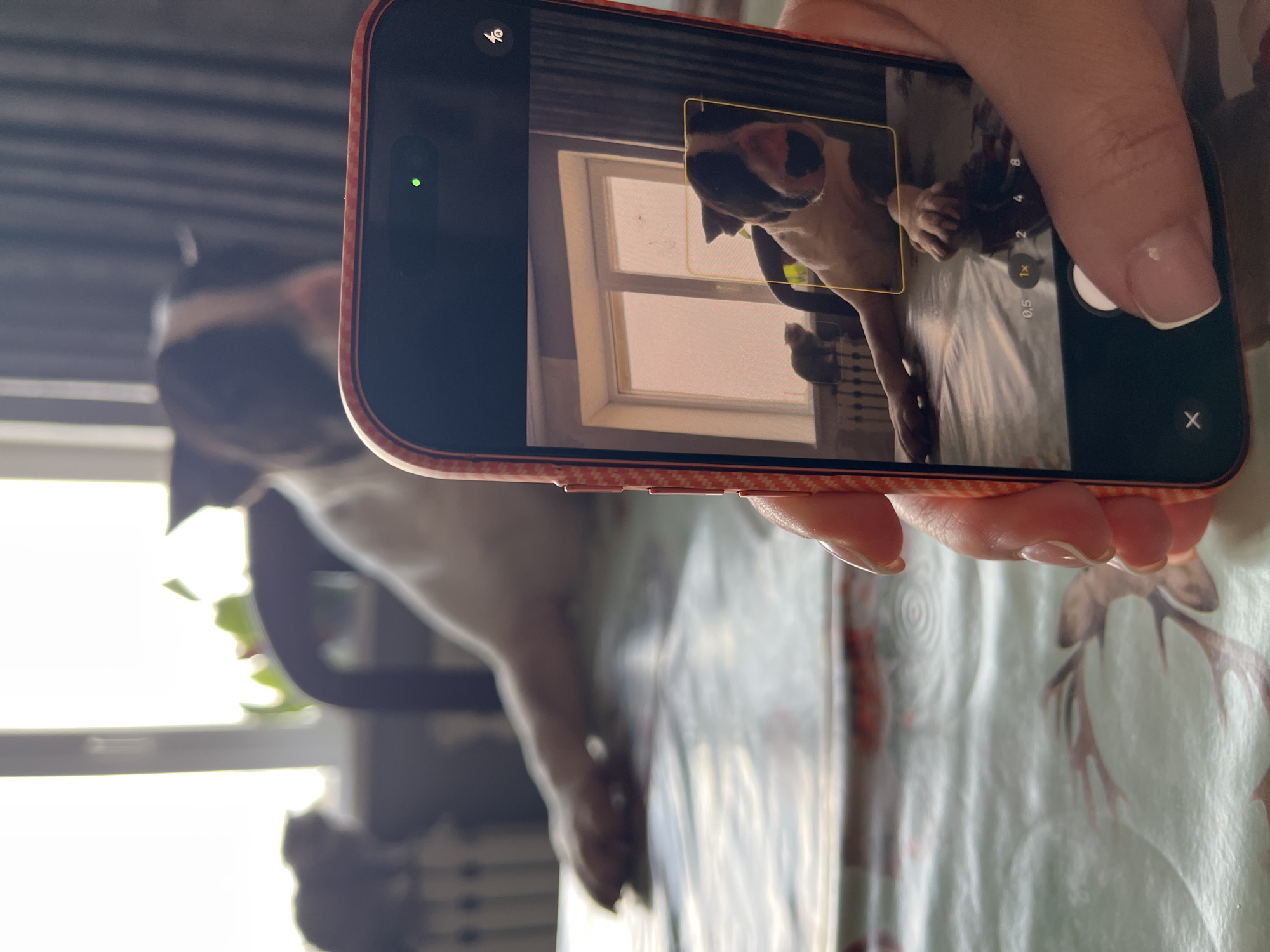 A person is holding an orange-red patterned smartphone, likely an iPhone given the user interface, in an indoor setting in Chaikovsky, Russia. The phone's camera application is open, showing a live preview of a black and white dog, possibly a Boston Terrier or French Bulldog, looking towards a bright window. A yellow focus box is visible around the dog's head on the screen. The dog itself is also present in the background of the main image, out of focus, near the same window, suggesting it's the subject being photographed.
The hand holding the phone has neatly manicured nails. On the phone screen, several camera controls are visible: a small green dot in the top left corner indicates the camera or microphone is active, a camera icon is also present in the top left, and zoom options ("0.5, 1x, 2, 4, 8") are aligned vertically on the right side, with "1x" currently selected. A white circular shutter button is at the bottom right, and an "X" button for closing the app is below it. The phone case has a distinct carbon fiber-like texture.
The setting appears to be a home, with a window providing bright daylight, indicating it is daytime. A dark, possibly ribbed structure (like blinds or a radiator) is visible above and below the window within the phone's frame. The surface beneath the phone features a light-colored tablecloth adorned with a brown deer antler pattern.