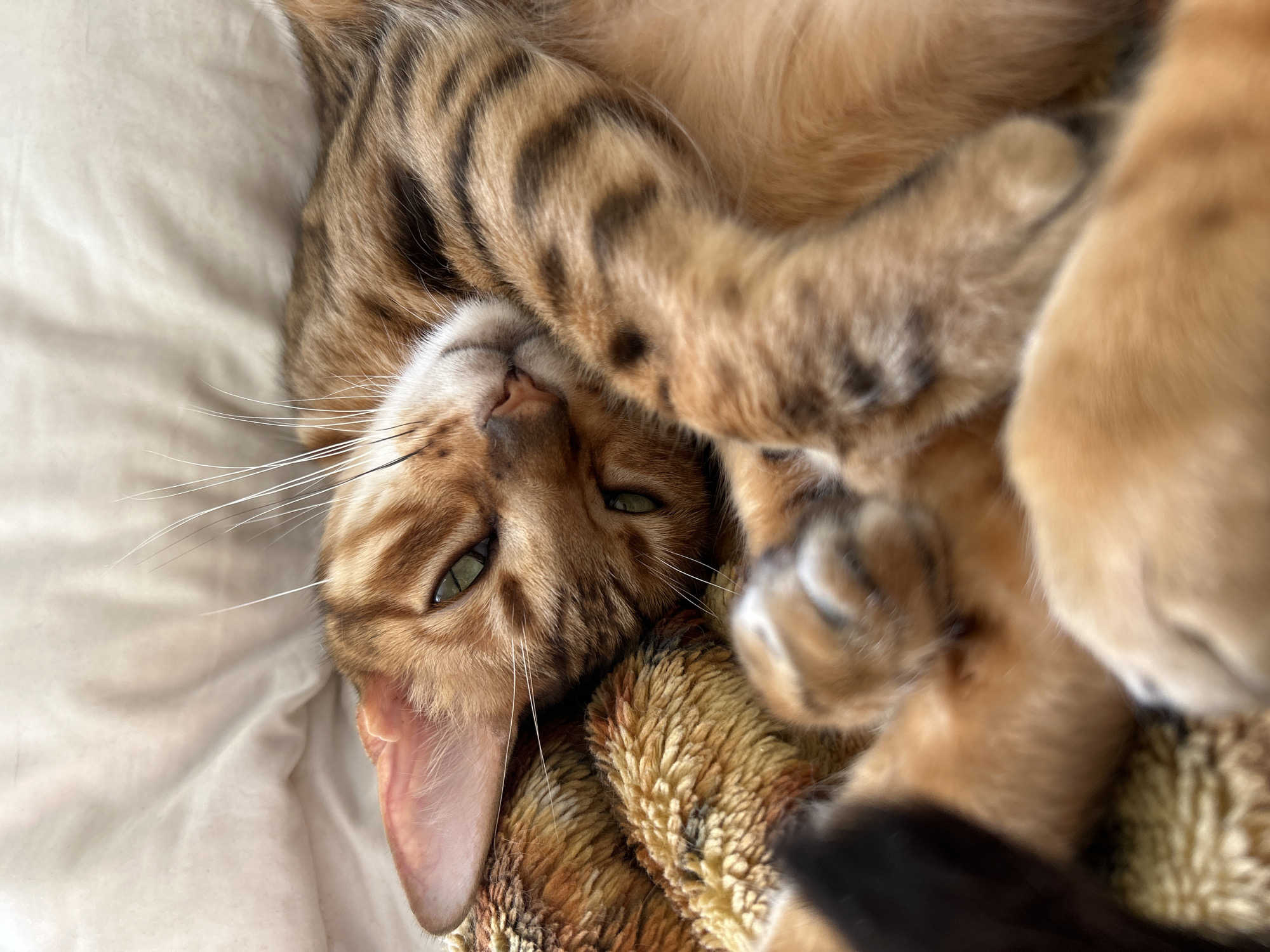 A Bengal cat is lying on its back on a white bedsheet. The cat has a striped coat and light green eyes. The cat's paws are curled up near its face. A brown and tan textured blanket is near the cat.