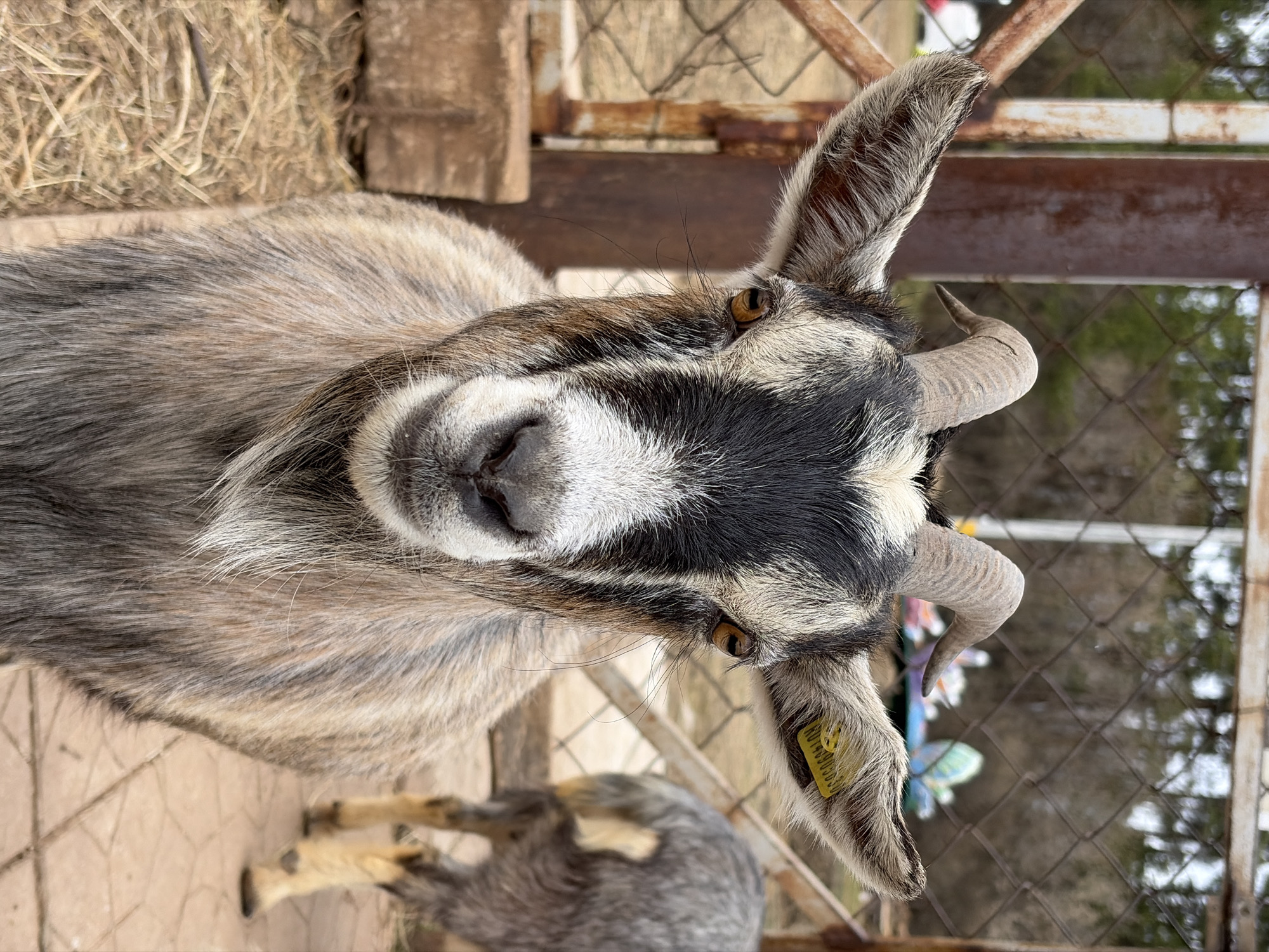 A close-up shot depicts a goat standing in what appears to be an enclosure. The goat has grey and black fur with white markings on its face. It has relatively small, curved horns, and a yellow tag is visible on its ear. In the background, there's a fence constructed of wire mesh and metal poles. To the left of the goat, hay is piled. The location is indicated as Ludorvai, Russia.