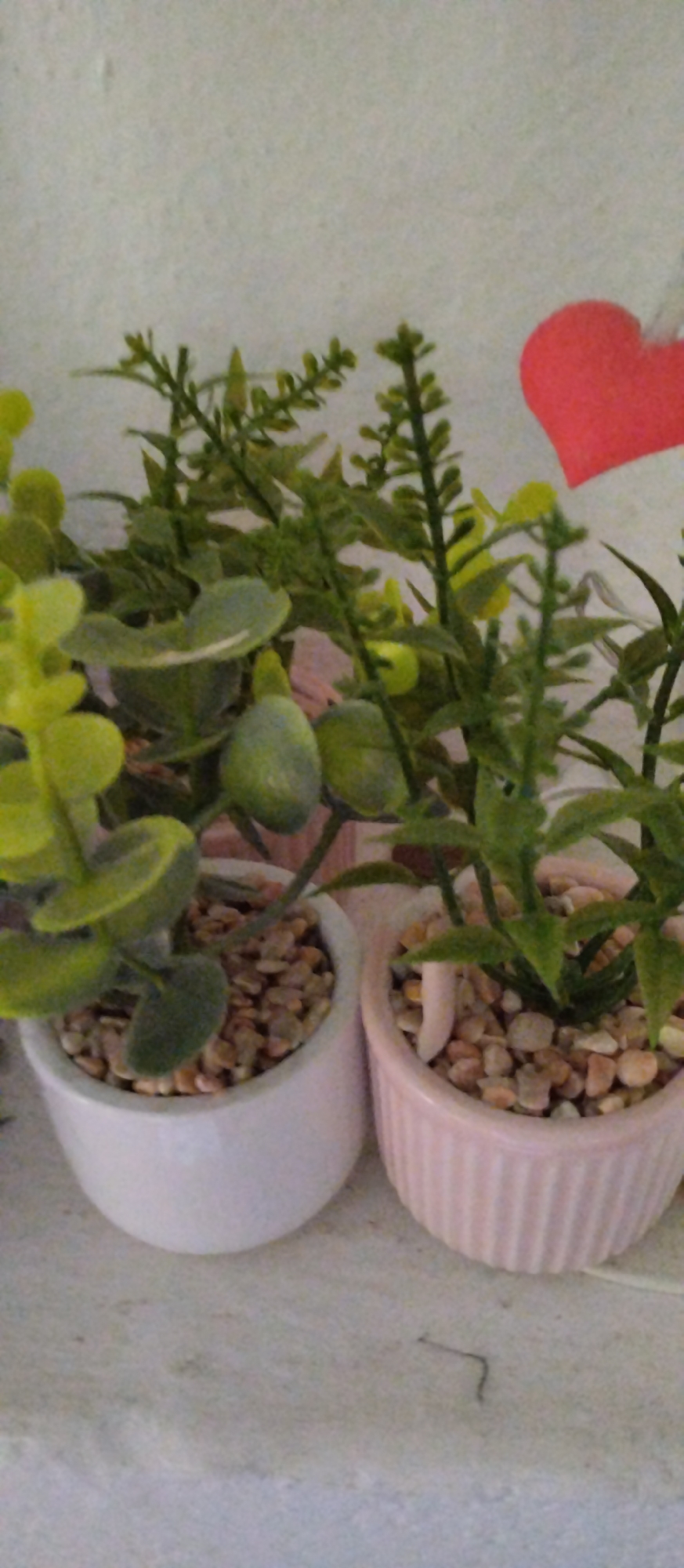 The image shows two small potted plants with green leaves and gravel in the pots. One pot is white and the other is pink with vertical ridges. A red heart-shaped object is visible behind the plants. The background is a textured, light-colored wall. The plants and pots are placed on a light-colored surface. The image does not contain any elements that would indicate its location in Sondrio, Italy.