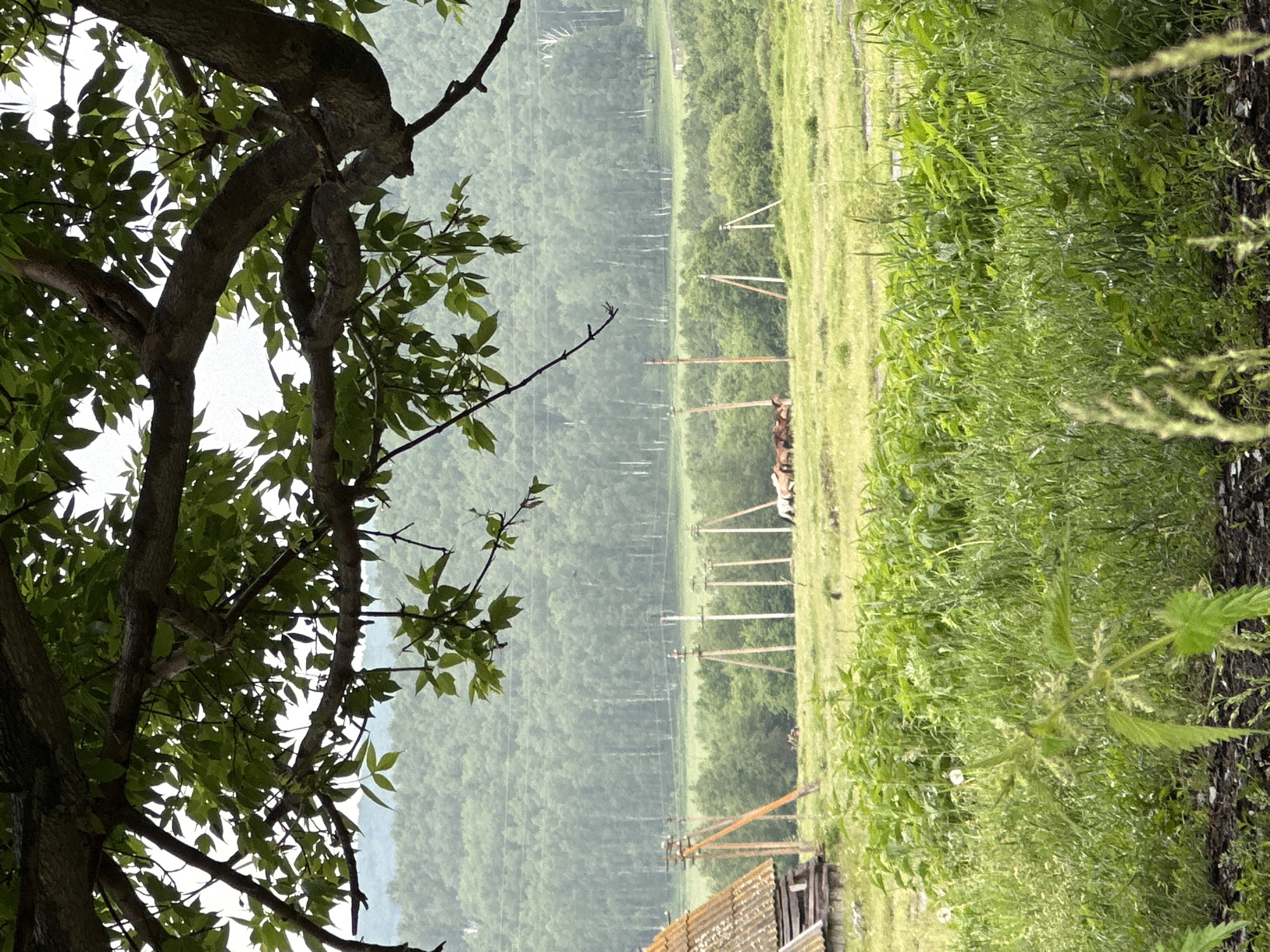 The image depicts a rural scene in Abzakovo, Russia, under an overcast sky. In the foreground, a large tree branch with green leaves partially obstructs the view. Beyond the tree, a grassy field stretches into the distance, dotted with several wooden utility poles. To the left, a portion of a rustic wooden structure with a weathered roof is visible. In the mid-ground, a small herd of horses is grazing in the field. The background is dominated by a dense forest with a variety of trees, creating a textured green backdrop. The overall atmosphere is serene and natural, characteristic of a countryside setting.