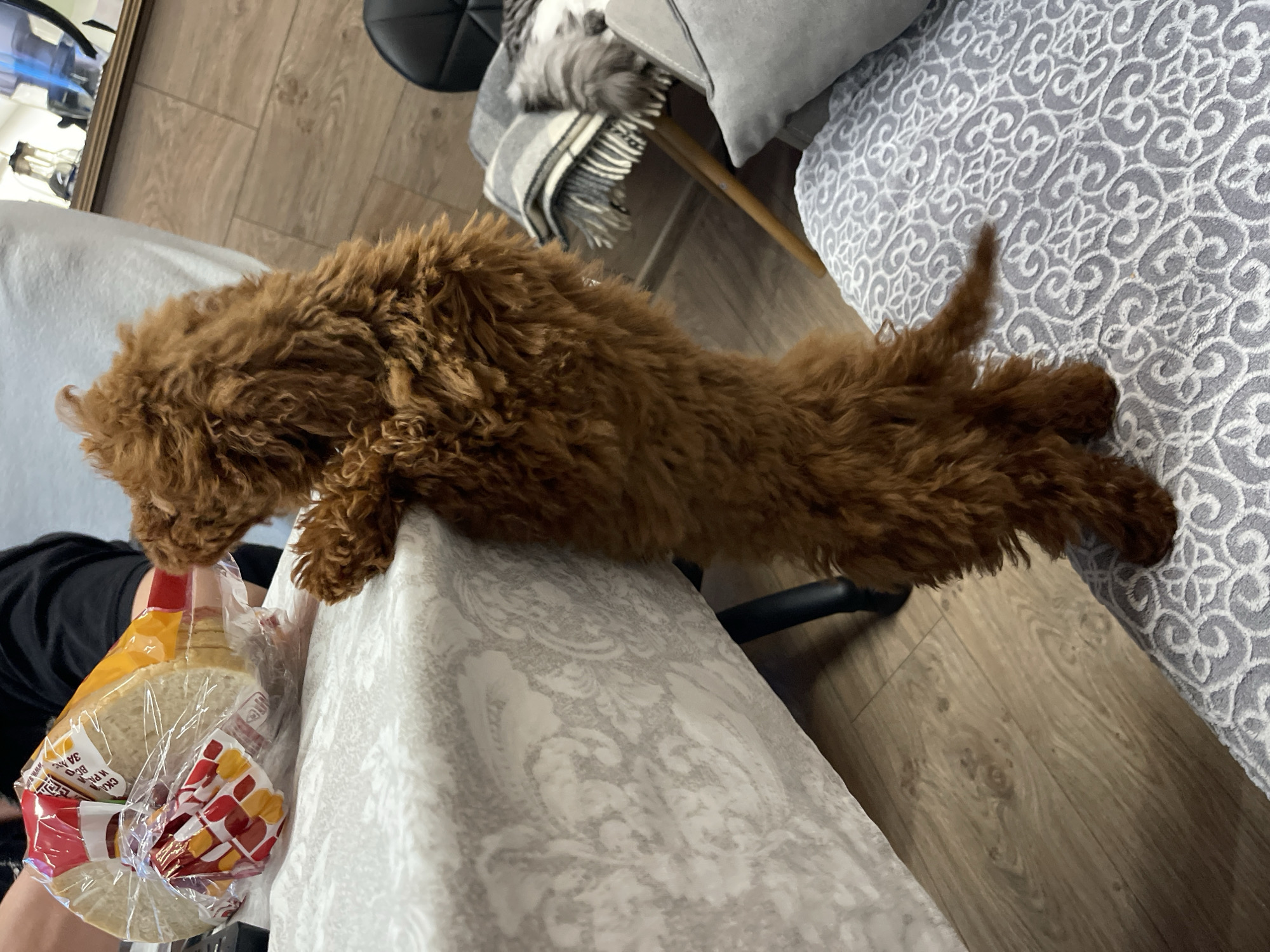A long-haired brown dog is stretched out on a patterned light-colored surface, possibly a table or chair. The dog's head is near a plastic bag containing sliced bread, which is being held by a person wearing a black shirt. The floor is wood-toned. A chair with a black seat and a gray patterned cushion is in the background. The location is not specified.