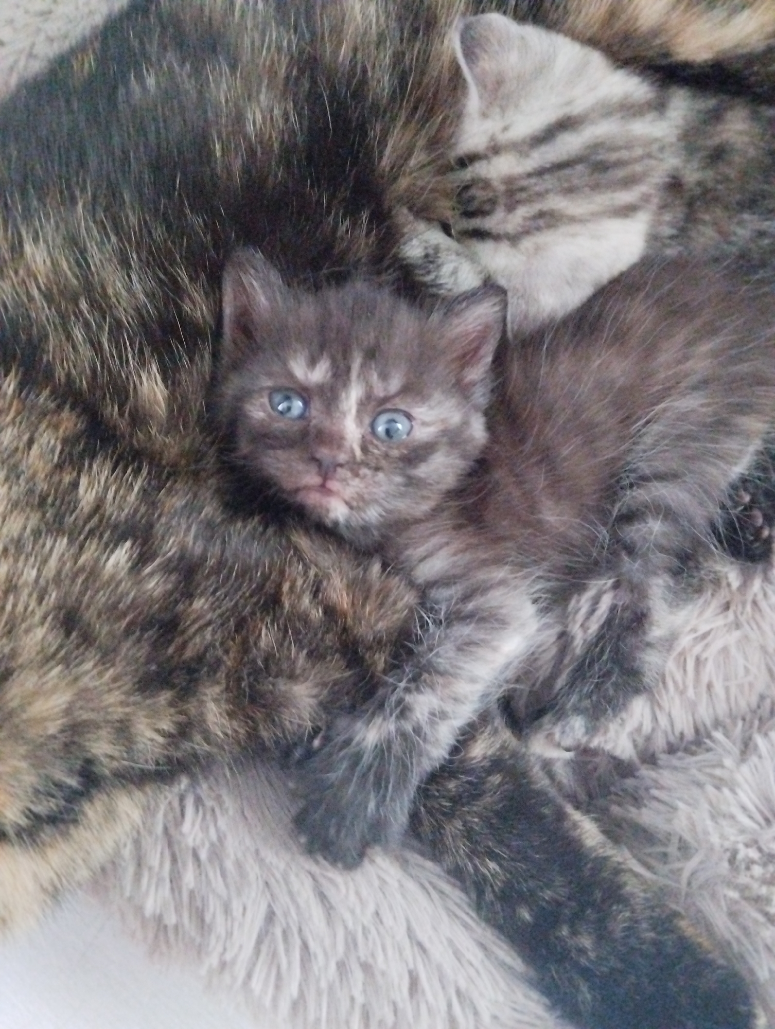 A close-up shot depicts a grey-toned kitten with blue eyes nestled against a larger cat. The kitten appears to be lying on a soft, grey furry blanket. The background features the fur of the larger cat, also in grey tones, with darker markings. Another kitten is partially visible in the upper right of the image. The location, Krasnogorskoye, Russia, is irrelevant to the visual content of the image.
