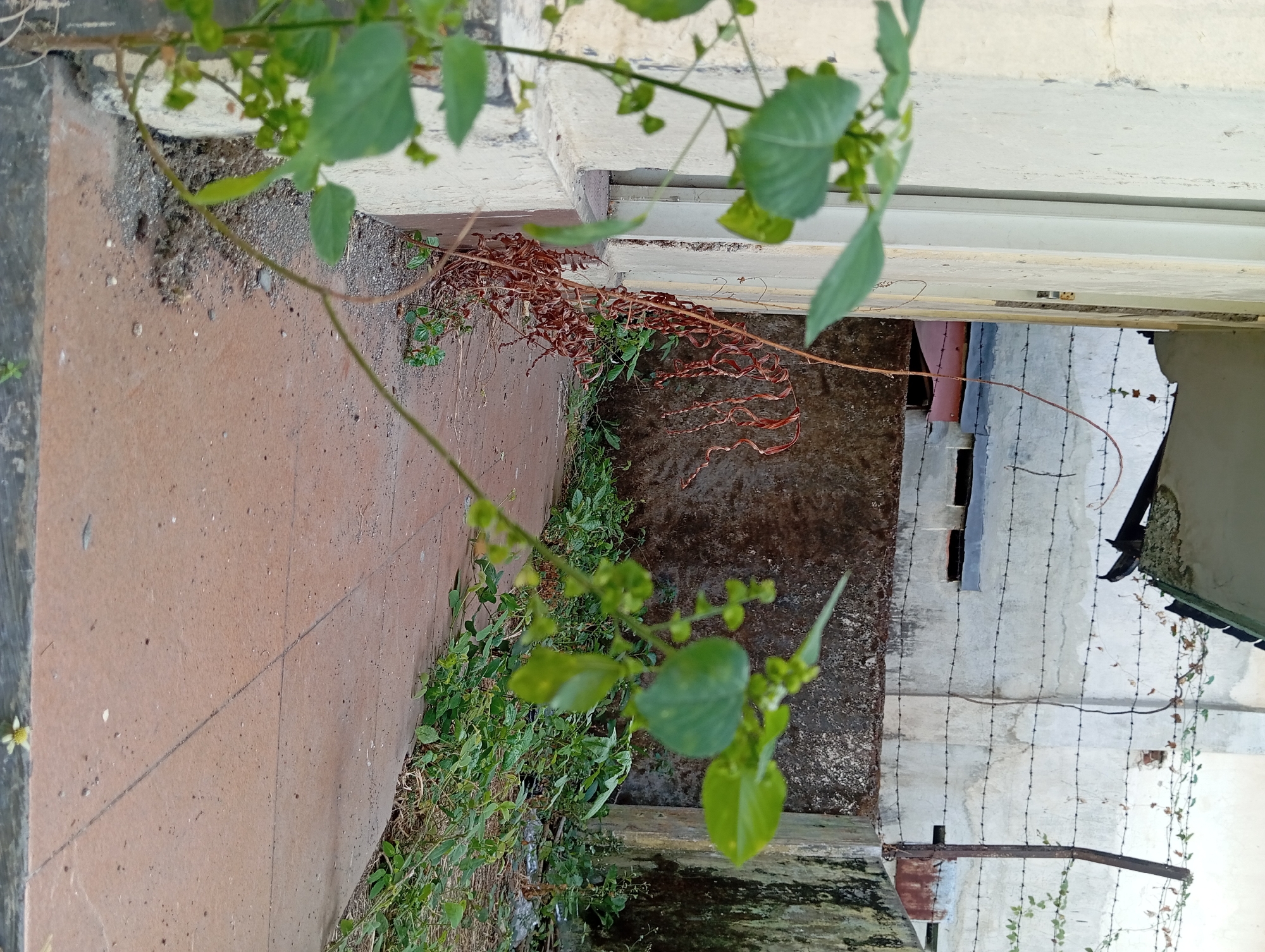 The image depicts an outdoor scene with a pathway leading away from the viewer, flanked by a building on the left and a rough concrete wall on the right. Vegetation, including green plants and dried brown vines, grows along the pathway and against the walls. In the background, a building with a concrete facade is visible, topped with barbed wire fencing. The environment appears somewhat neglected, with a mix of green growth and debris. The setting is likely a public space or an abandoned area within the city of Pandaan, Indonesia, given the architectural style and the presence of barbed wire, which could suggest security or restricted access. There are no people or animals visible in the frame.