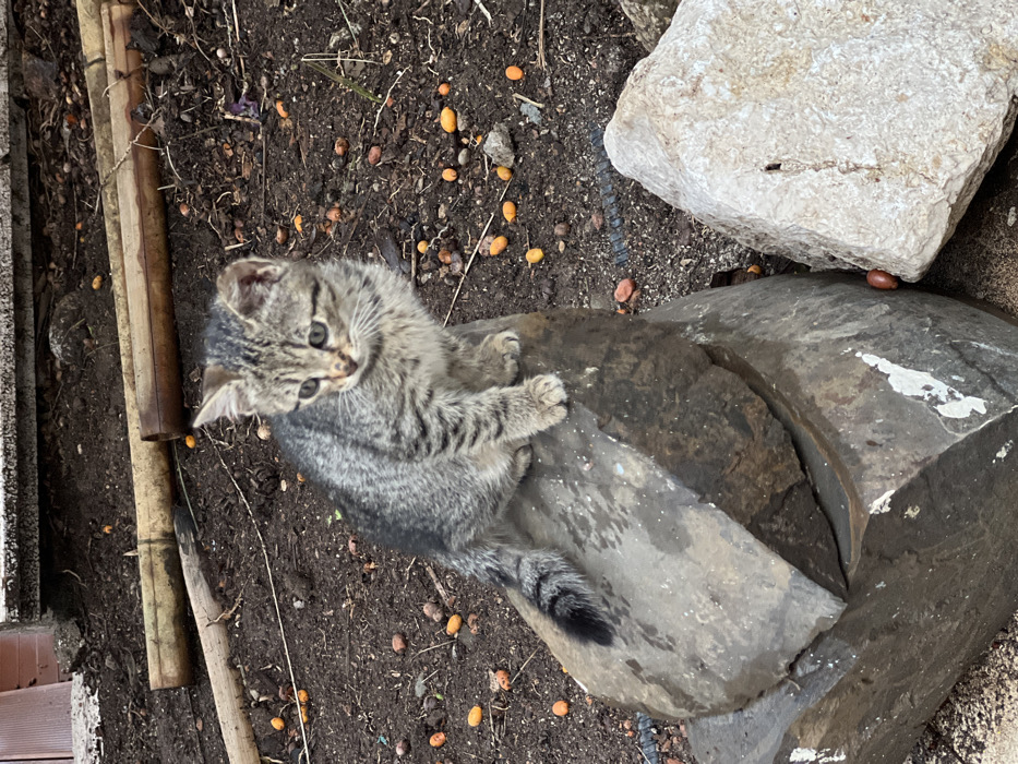 A small, adorable tabby kitten with grey and black striped fur is the central subject of this outdoor photograph. The kitten has striking green-blue eyes and pointed ears, and its head is tilted slightly upward and to the left, giving it a curious and engaged expression as it looks toward the viewer.
The kitten is positioned on a large, dark grey rock, which has a somewhat rough and irregular surface. Its front paws are resting on the rock, and its bushy, striped tail curls downwards, resting against the rock's surface.
The setting appears to be a natural, somewhat unkempt outdoor area. The ground around the kitten and rocks is composed of dark brown soil or dirt. Scattered across this ground are numerous small, oval-shaped objects in varying shades of yellow, orange, and reddish-brown, resembling fallen berries, seeds, or small fruits.
To the left of the kitten, several long, light-brown, cylindrical objects, resembling bamboo poles or wooden sticks, lie on the ground, some partially covered by the soil. To the right, and slightly behind the kitten, a large, lighter-colored, off-white or cream-colored rock with a rough texture is visible. A solitary dark brown, almond-shaped object, possibly a nut, is nestled between this larger rock and the one the kitten is standing on.
The lighting suggests natural daylight, likely soft or overcast, as there are no harsh shadows, contributing to a gentle and natural ambiance. The overall impression is one of a young, inquisitive animal exploring its natural surroundings. No text is visible in the image.