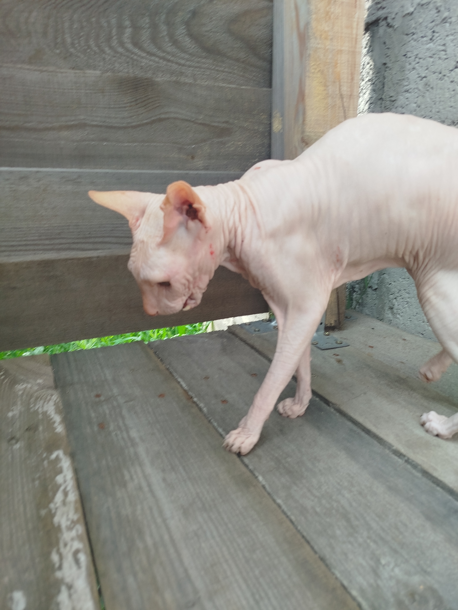 The image shows a hairless cat, likely a Sphynx, walking on a wooden deck. The cat is a pale pinkish color and its body is visible from the head to its hind legs. It is facing to the left and its head is down, as if sniffing the ground. The wooden deck is made of weathered planks. In the background, there is a rough concrete wall and some green vegetation visible below the deck. The image appears to have been taken outdoors, possibly in a backyard or a park area. There is no specific indication of the location being in Zavodoukovsk, Russia.