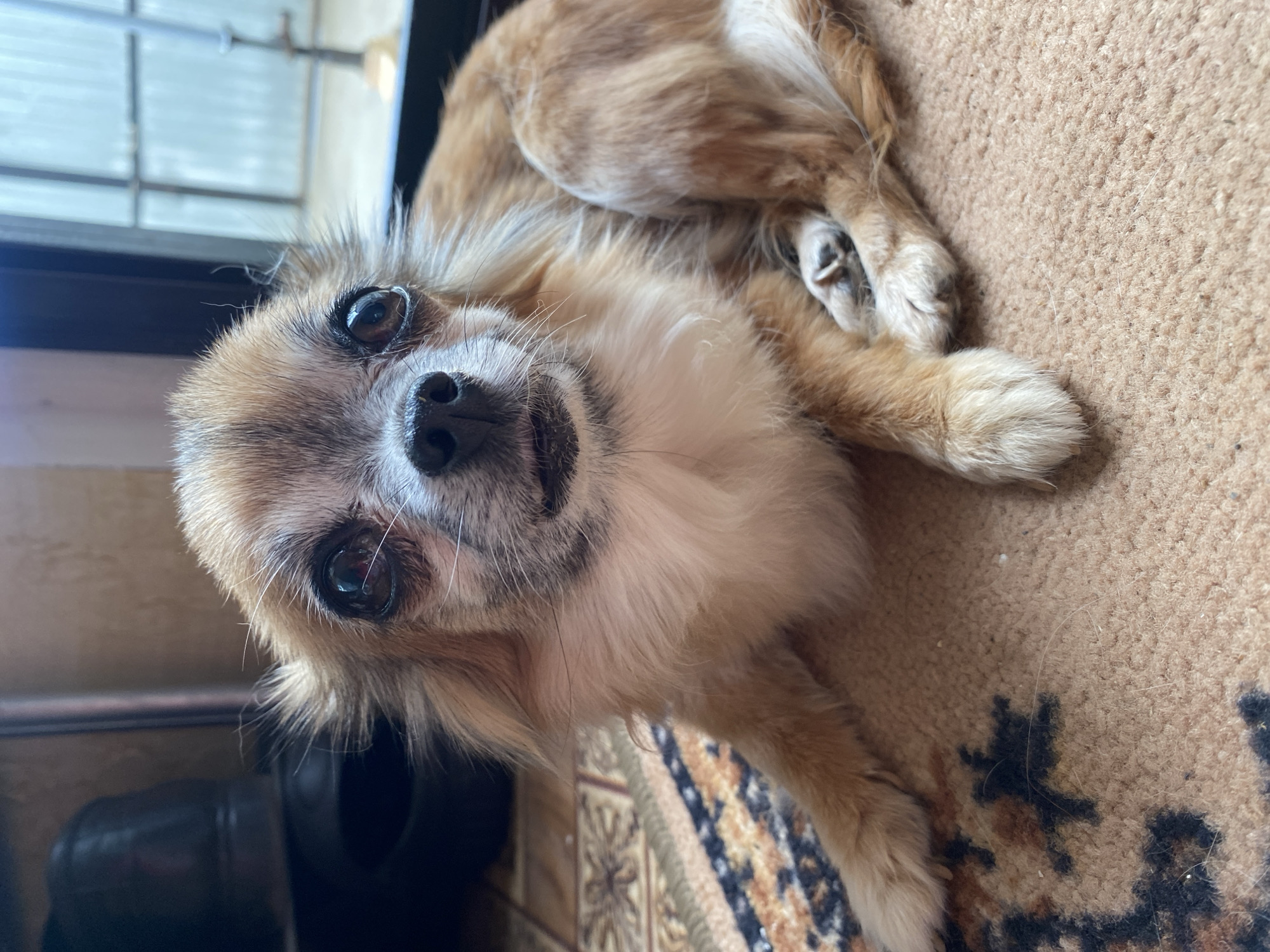 A long-haired chihuahua is lying on a rug indoors. The dog is facing the camera and appears to be looking directly at it. The background shows a tiled floor and a doorway or window leading outside. The environment suggests a home or a sheltered area within a city. The image does not provide specific details about the city of Maykop, Russia.