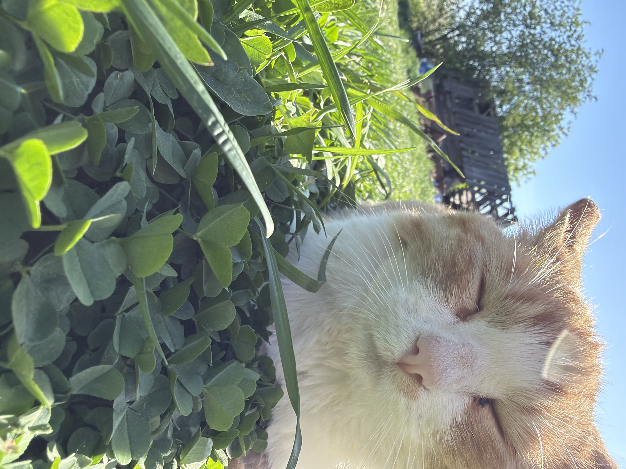 A close-up, ground-level, slightly tilted shot depicts a ginger and white cat with closed eyes lying among green clover and grass. Behind the clover, there's a blurry view of a dilapidated wooden structure and a tree against a clear blue sky. Based on the provided information, the location is in Кемуль, Russia.