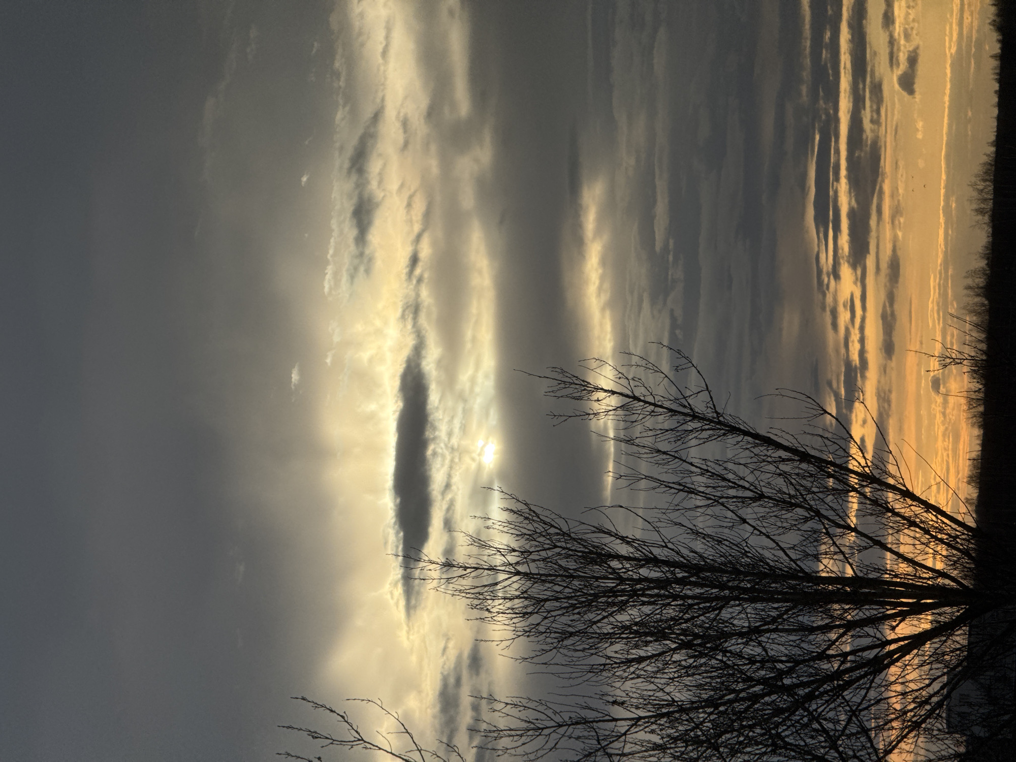 This vertical image captures a dramatic sky at what appears to be either sunrise or sunset. The right side of the frame is defined by a dark, silhouetted horizon line, suggesting distant trees or land. Above this horizon, the sky is illuminated with warm golden and orange light, highlighting several clouds with bright, glowing edges.
Towards the center-right of the image, the sun is partially visible as a bright, circular light source, mostly obscured by a long, dark cloud that stretches horizontally across the sky. Around this central light, other clouds are bathed in soft, warm tones. As the view moves towards the left side of the frame, the sky transitions into cooler, darker shades of gray and deep blue, with the light becoming less intense.
In the foreground, covering the lower and central parts of the image and extending upward along the right, are the intricate, bare branches of one or more trees. These branches are rendered in stark silhouette against the brighter sky, their lack of leaves indicating a season like autumn or winter. The scene is devoid of people or visible text, conveying a serene and atmospheric mood typical of dusk or dawn.