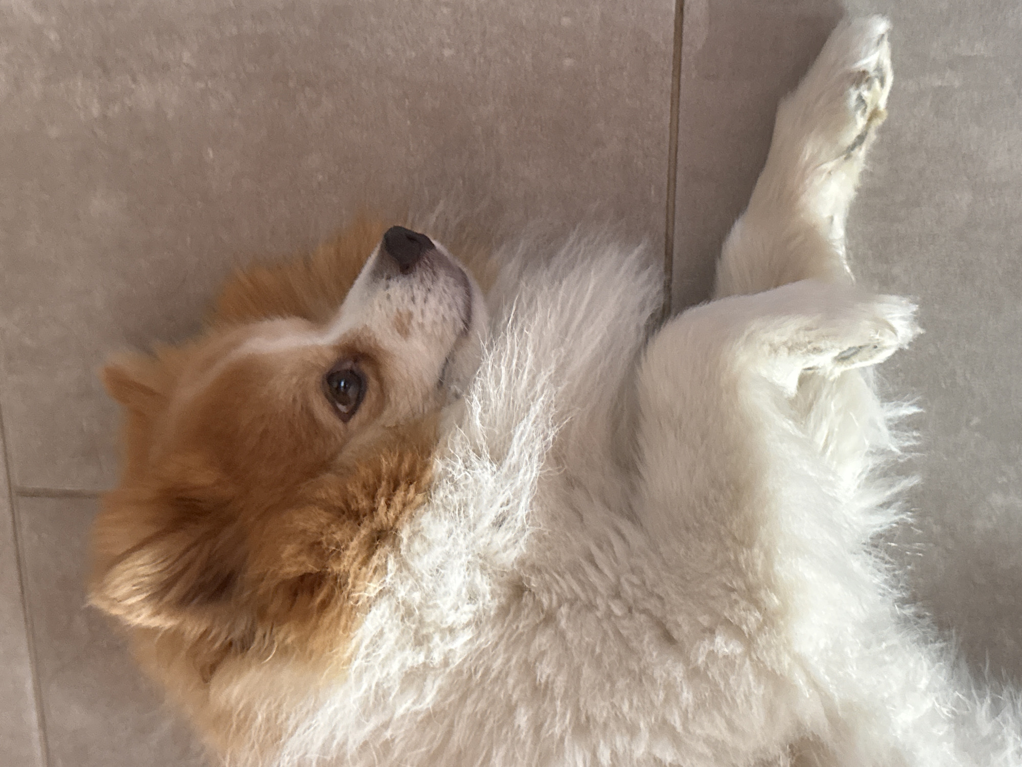 The scene, located in the city of Rogosh, Bulgaria, depicts a domestic dog lying on a light-colored tiled floor. The dog is characterized by its dense, fluffy fur, which is predominantly white or cream-colored over its body, with distinct reddish-brown or orange markings on its head, ears, and extending down its neck and shoulders. The dog is positioned on its left side, with its body angled diagonally across the frame. Its head is turned towards the right, with its dark, observant eyes fixed in that direction. The dog's ears are erect and pointed. Its snout features a dark nose. Visible portions of its white-furred paws are resting on the floor. The floor itself is composed of light beige or off-white tiles, with discernible grout lines. The environment appears to be indoors, illuminated by even, natural-looking light. No other individuals or objects are present within the immediate photographic frame.
