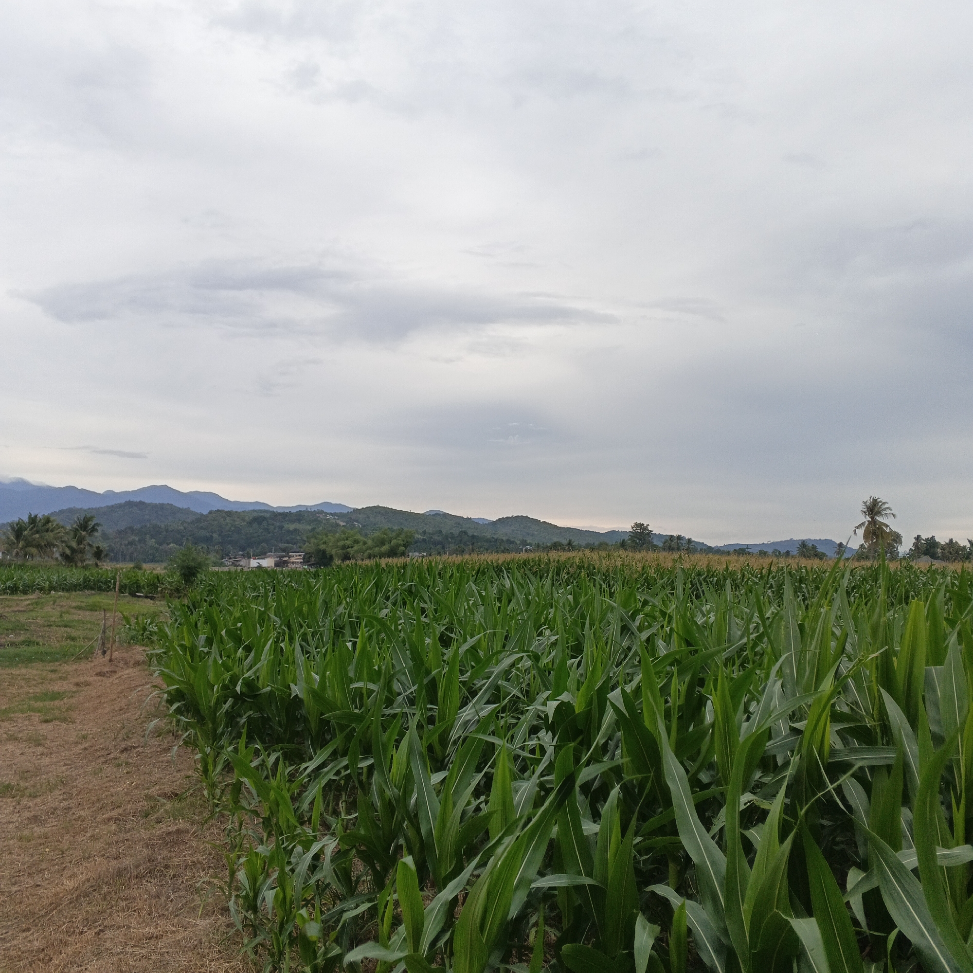 A wide-angle, eye-level shot captures a lush cornfield under a cloudy sky in Geunteng, Indonesia. The foreground is dominated by rows of tall, vibrant green corn stalks, their leaves creating a dense, textured canopy. To the left, a dry, brown pathway or cleared area separates the cornfield from the rest of the landscape. In the mid-ground, scattered buildings and tropical trees, including palm trees, are visible. The background features rolling hills covered in vegetation, with mountains receding into the distance under the overcast sky. The overall impression is one of a rural agricultural landscape.