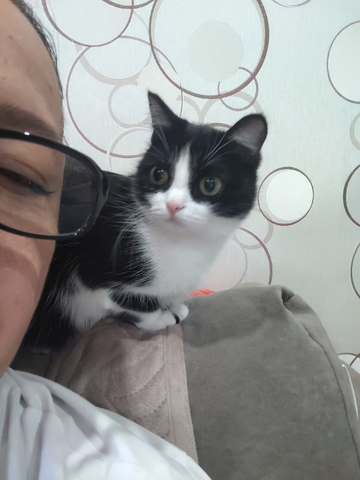 In this close-up, waist-up, eye-level, indoor photograph, a person's face is partially visible on the left, wearing black-rimmed glasses. To the right of the person and slightly in front of them, a black and white cat is perched, looking towards the camera with green eyes and a pink nose. The cat is positioned on what appears to be a cushioned surface, possibly the back of a sofa or chair. The background features a wall with a repeating circular pattern, possibly wallpaper. The lighting suggests an indoor environment with ambient light. The scene is a personal snapshot, likely taken within a residential setting, with no specific geographical indicators of a city or location.