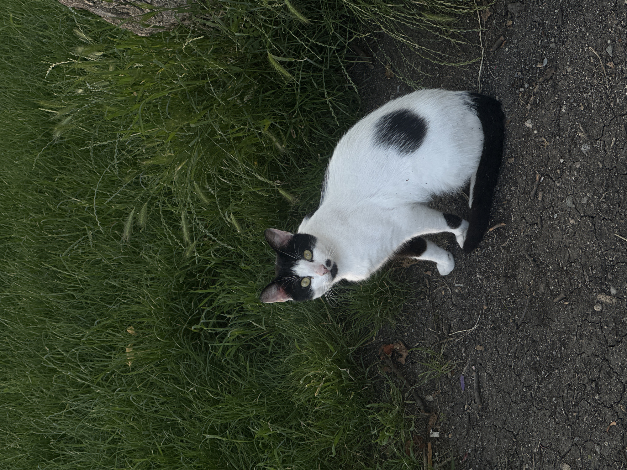 A black and white cat sits on cracked dark soil next to a grassy area. The cat is facing the camera with its head slightly tilted. It has green eyes, black markings on its ears and face, and a large black spot on its side. The grass is tall and green, with some dry blades mixed in. A portion of a tree trunk is visible on the right side of the image. The scene appears to be outdoors, possibly in a park or a yard within the city of Sofia, Bulgaria.