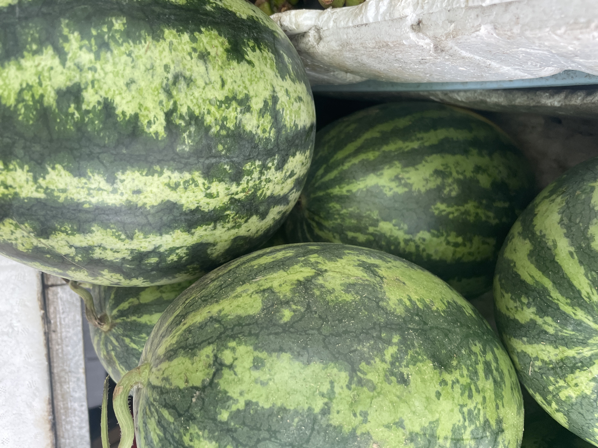 The image presents a close-up view of several green watermelons, likely displayed or stored in a market setting in Bac Nha Trang Ward, Vietnam. The frame is filled with the large, round fruits, showcasing their characteristic rinds.
Each watermelon features a distinct pattern of dark green stripes alternating with lighter, mottled green areas. The rinds appear fresh and slightly textured. In some instances, small, curly green stems are visible attached to the watermelons, suggesting they are recently harvested or presented in a natural state.
In the upper right quadrant, a crumpled white bag or sack, possibly made of burlap or a similar material, is partially visible, potentially holding other goods or acting as part of the display. A light-colored surface or wall is present on the left side, serving as a backdrop. A narrow, greyish-blue pipe or structure can be discerned in the background, hinting at a utilitarian environment like a market stall.
No people are visible, and no specific activity is taking place other than the static arrangement of the watermelons. The lighting suggests daytime. There is no visible text or branding in the image. The scene conveys an impression of fresh, abundant produce.