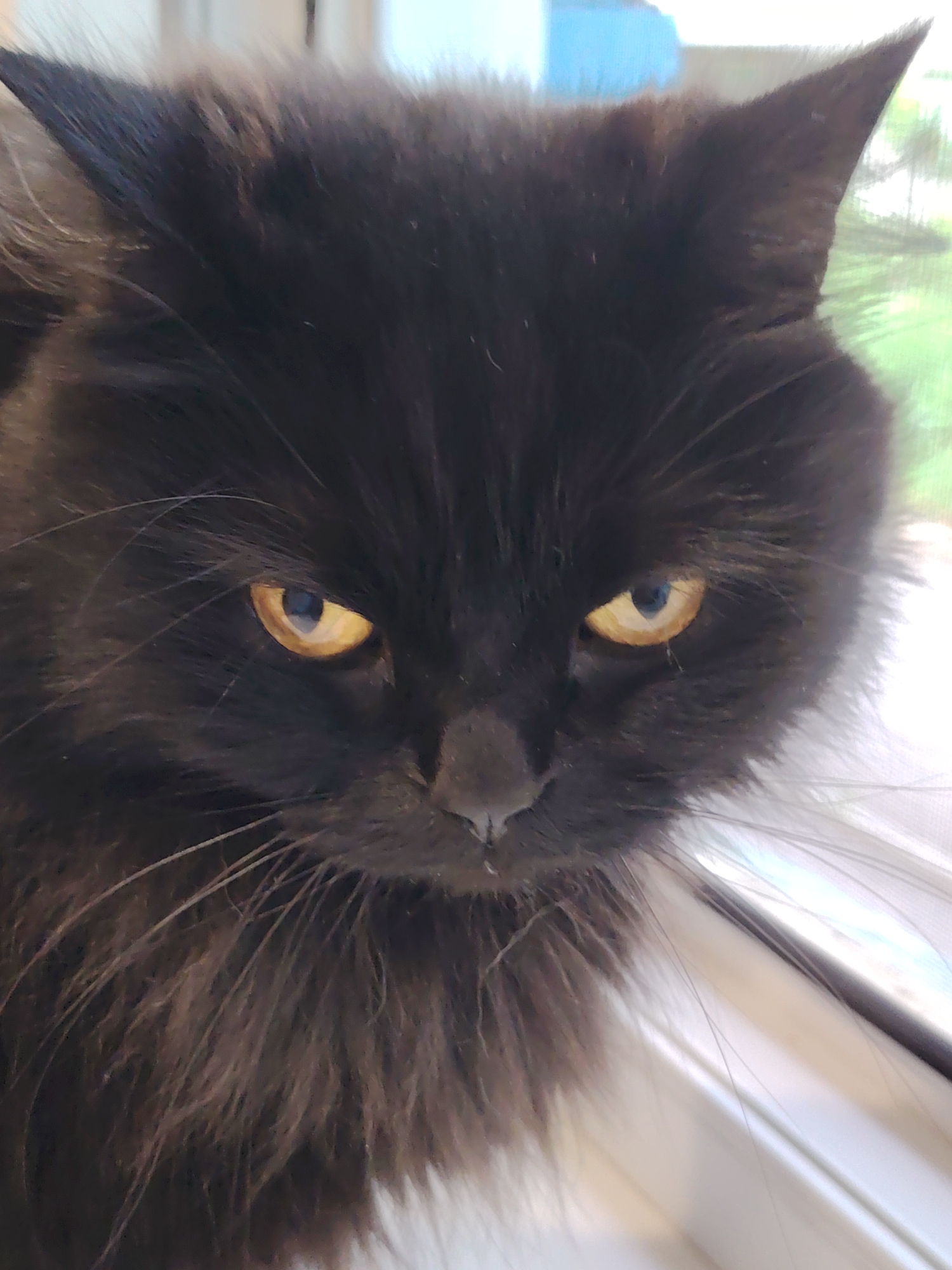 A close-up, eye-level shot shows the face of a black cat with piercing yellow eyes. The cat's fur is long and appears slightly disheveled. Its ears are pointed upwards and slightly to the sides. The cat is looking directly at the camera with an intense gaze. The background is blurred, but appears to be an indoor setting with a window, suggesting the cat is indoors near a window. There are no people or other animals visible in the frame. The image quality is good, with clear focus on the cat's face and eyes.