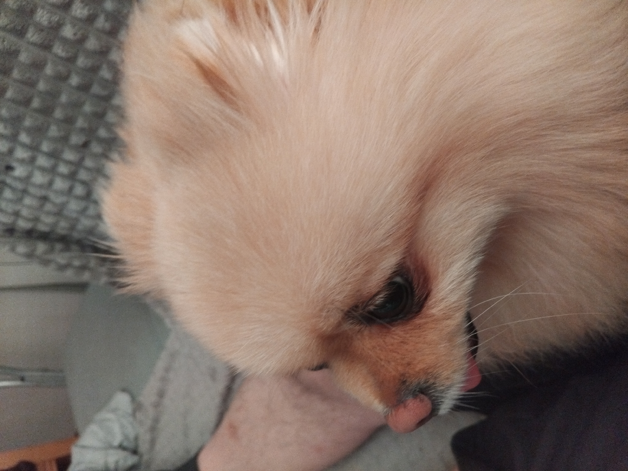 The image is a close-up shot of a Pomeranian dog's face. The dog has light brown fur, a pink nose, and dark eyes. Its tongue is slightly sticking out. The dog appears to be indoors, possibly on a couch or bed, given the soft fabric visible in the background. There is no indication of the specific location within the city of Apriltsi, Bulgaria. The focus is entirely on the dog's facial features and fur.