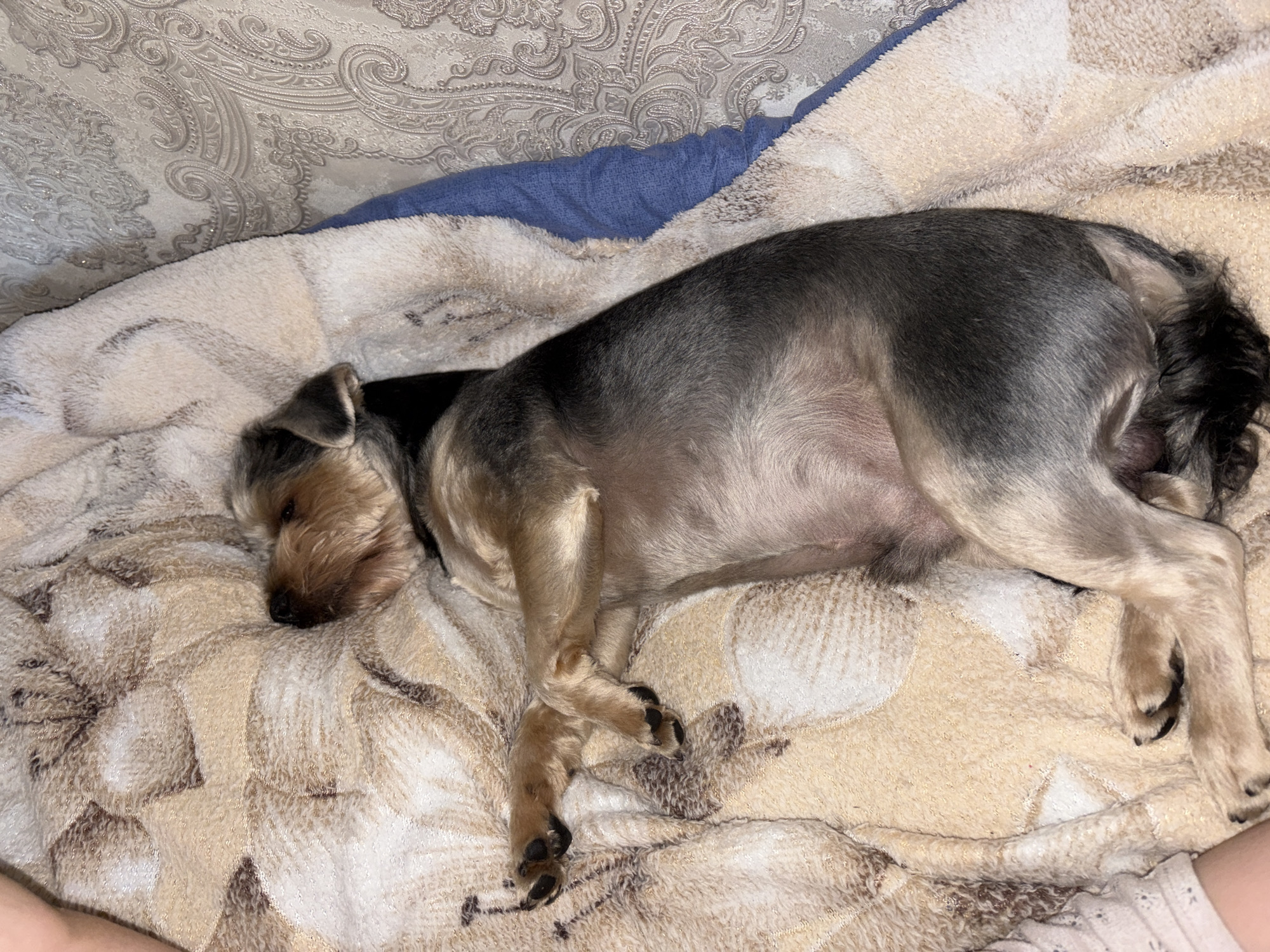 The image shows a small dog, likely a Yorkshire Terrier, sleeping soundly on a soft, patterned blanket. The dog is curled up on its side, with its head resting on its paws. Its fur is a mix of gray and tan, and it appears to have been recently groomed. The blanket is a light cream color with a repeating pattern of light brown floral designs. A blue blanket or pillow is visible underneath the patterned blanket near the top of the image. The background is blurred, suggesting the photo was taken indoors, possibly on a bed or couch. The lighting is dim, indicating it could be nighttime or a poorly lit room. The overall mood is one of peace and comfort, with the dog appearing relaxed and content in its slumber. There is no visible text in the image. The location context is Tambov, Russia.