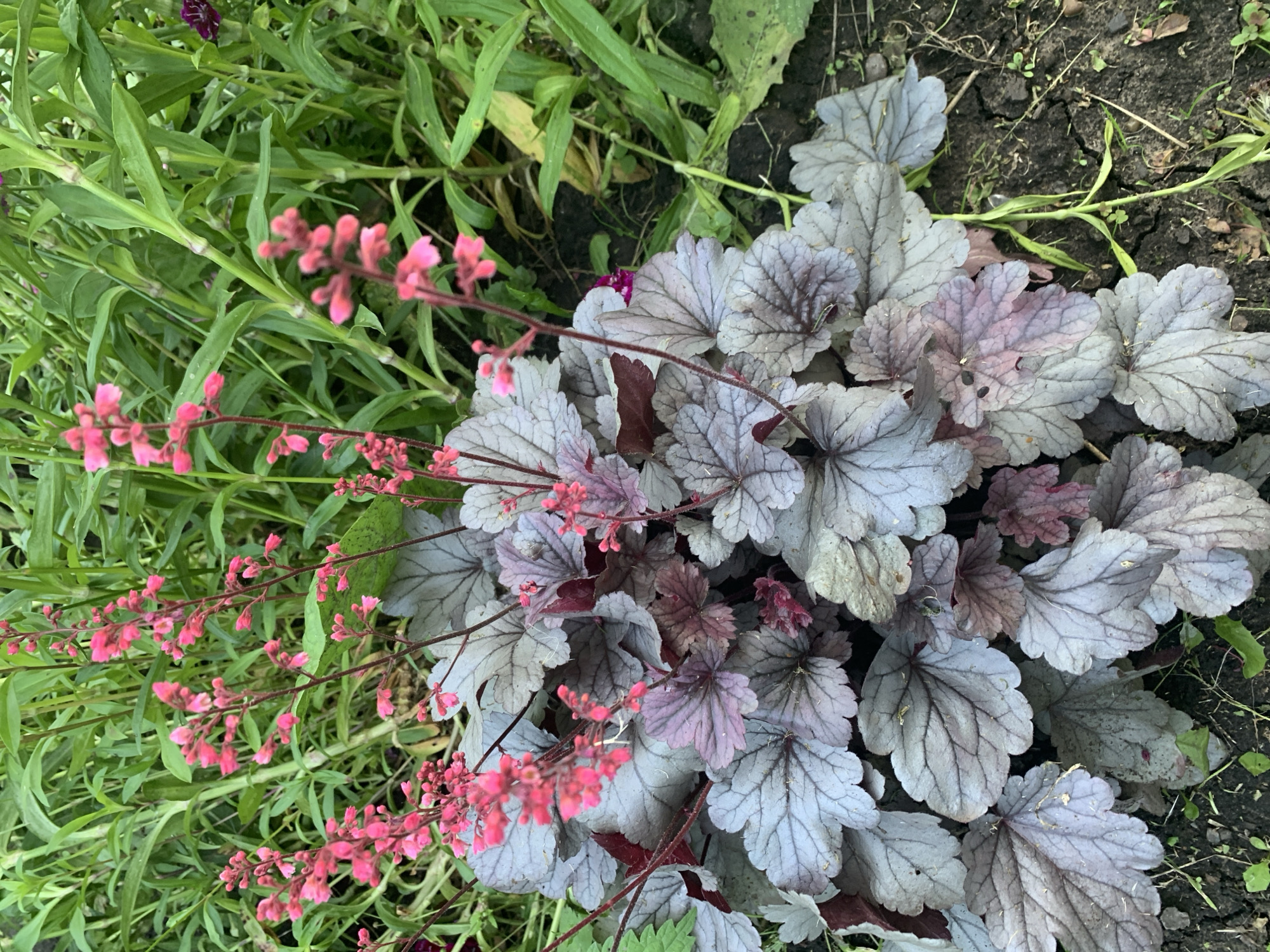 The image shows a close-up, eye-level view of a Heuchera plant with silvery-purple foliage and tall, delicate spikes of pink flowers. The plant is situated in a garden bed with dark, dry soil and scattered green seedlings. In the background, there are out-of-focus green plants, possibly other garden foliage. There is no discernible indication of the specific location within Карманово, Russia. The scene depicts a static plant in a naturalistic garden setting.