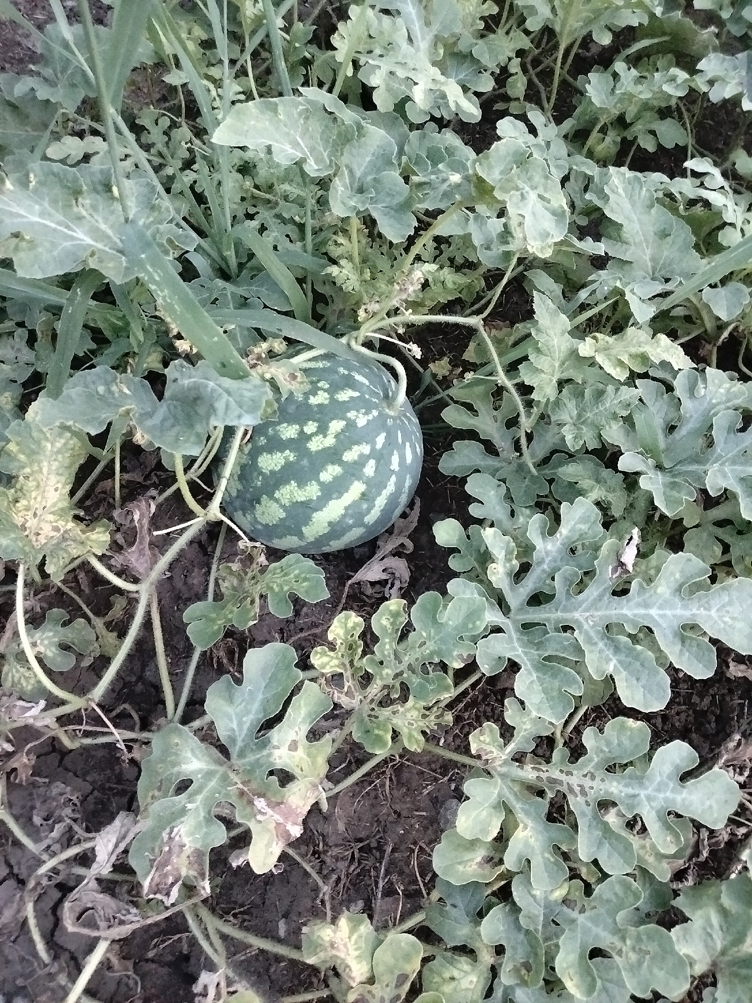 A small, green watermelon with light green stripes rests on the ground amidst lush, green watermelon leaves and vines. The soil is dark and appears dry. The scene is likely a garden or farm in Nizhnedonskoy, Russia, given the context provided. There are no people or animals visible in the image. The overall impression is one of natural growth and cultivation.