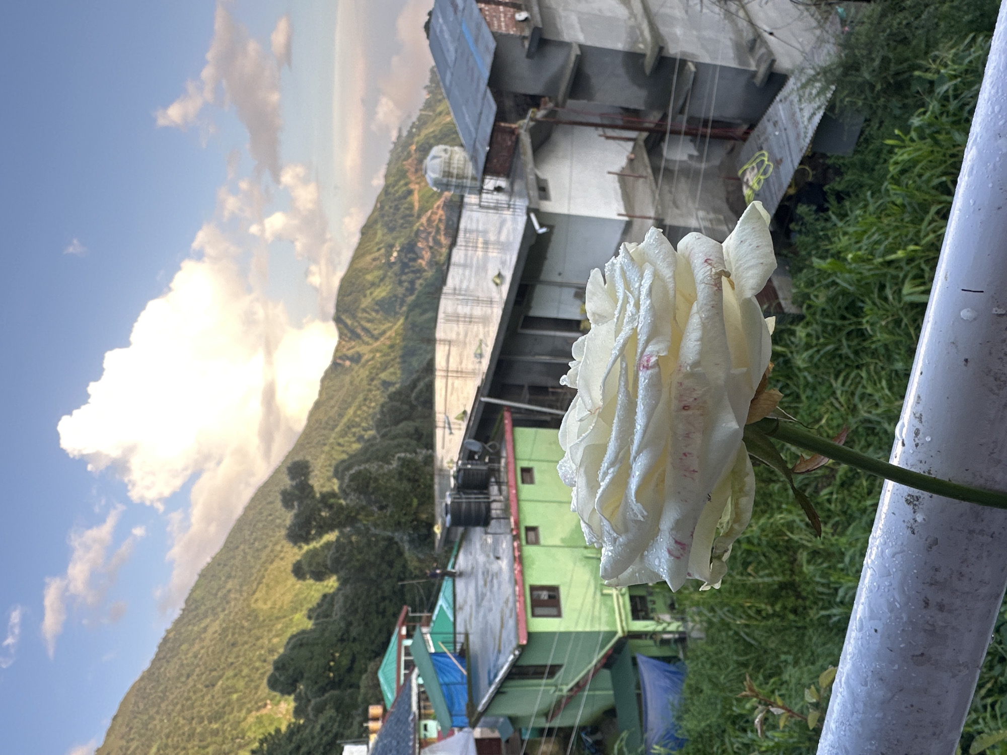 The image captures a white rose in the foreground, its petals glistening with dew drops, against a backdrop of the town of Bhagsu, India, nestled against a lush green mountainside. The sky above is a vibrant blue, dotted with soft white clouds, with the sun casting a warm glow on the landscape. Buildings with colorful rooftops, typical of the region, are scattered across the slopes. The foreground also features a white railing, also speckled with dew. The overall scene evokes a serene and picturesque atmosphere, characteristic of mountain towns in India.