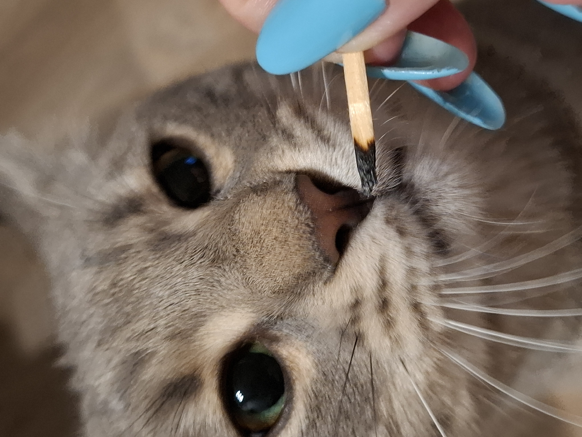 A close-up shot shows a cat's face with a lit matchstick near its nose. The cat is a grey tabby with green eyes. A person's hand with bright blue fingernails is holding the matchstick. The background is blurred and appears to be indoors.