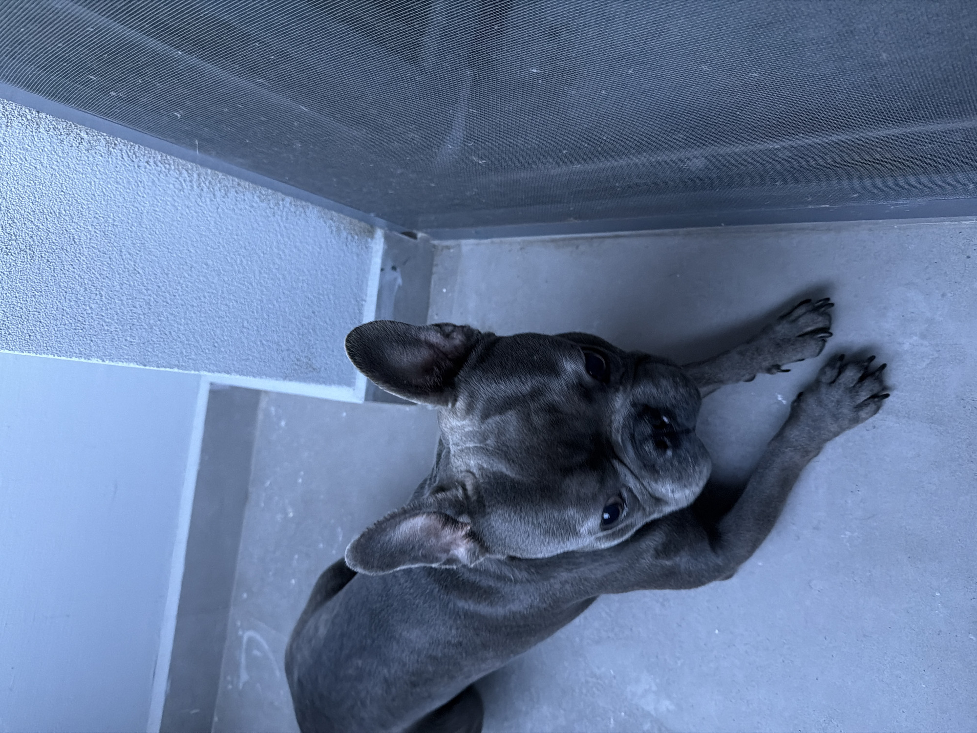 A French Bulldog lies on a light grey tiled floor, positioned in the upper left quadrant of the image and facing towards the right. The dog is dark grey in color with large, erect ears and a wrinkled face. Its front paws are extended forward, resting on the floor. To the right of the dog, a textured, light blue wall segment is visible, bordering a dark grey, finely meshed screen. The scene appears to be an outdoor area, possibly a balcony or a patio, based on the tiled floor and the presence of the screen. There are no people or other animals present in the image. The lighting suggests it is daytime.