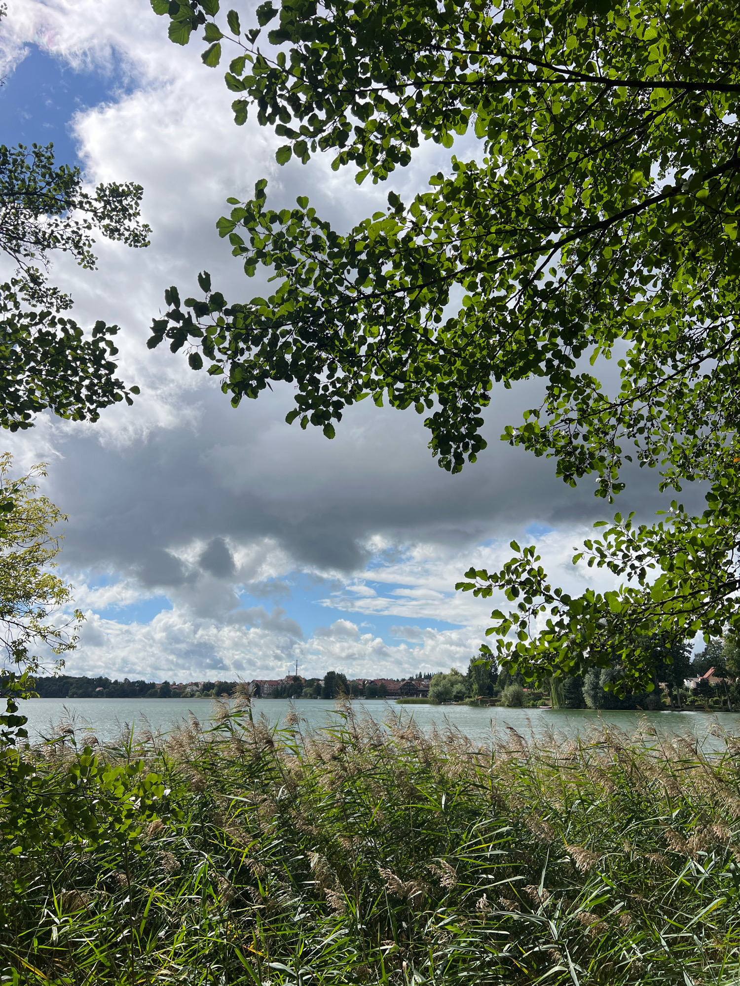 The image depicts a serene lakeside view in Mrągowo, Poland, likely from the shore of Lake Czos. In the foreground, tall reeds and lush green foliage dominate, swaying gently. Beyond the reeds, a calm, light-colored lake stretches out. In the distance, the shoreline is lined with trees and dotted with buildings, characteristic of a lakeside town. The sky above is a mix of dramatic gray clouds and patches of bright blue, suggesting a dynamic weather pattern. Overhanging branches of green trees frame the upper portion of the image, adding a natural canopy to the scene. There are no people visible in the image.
