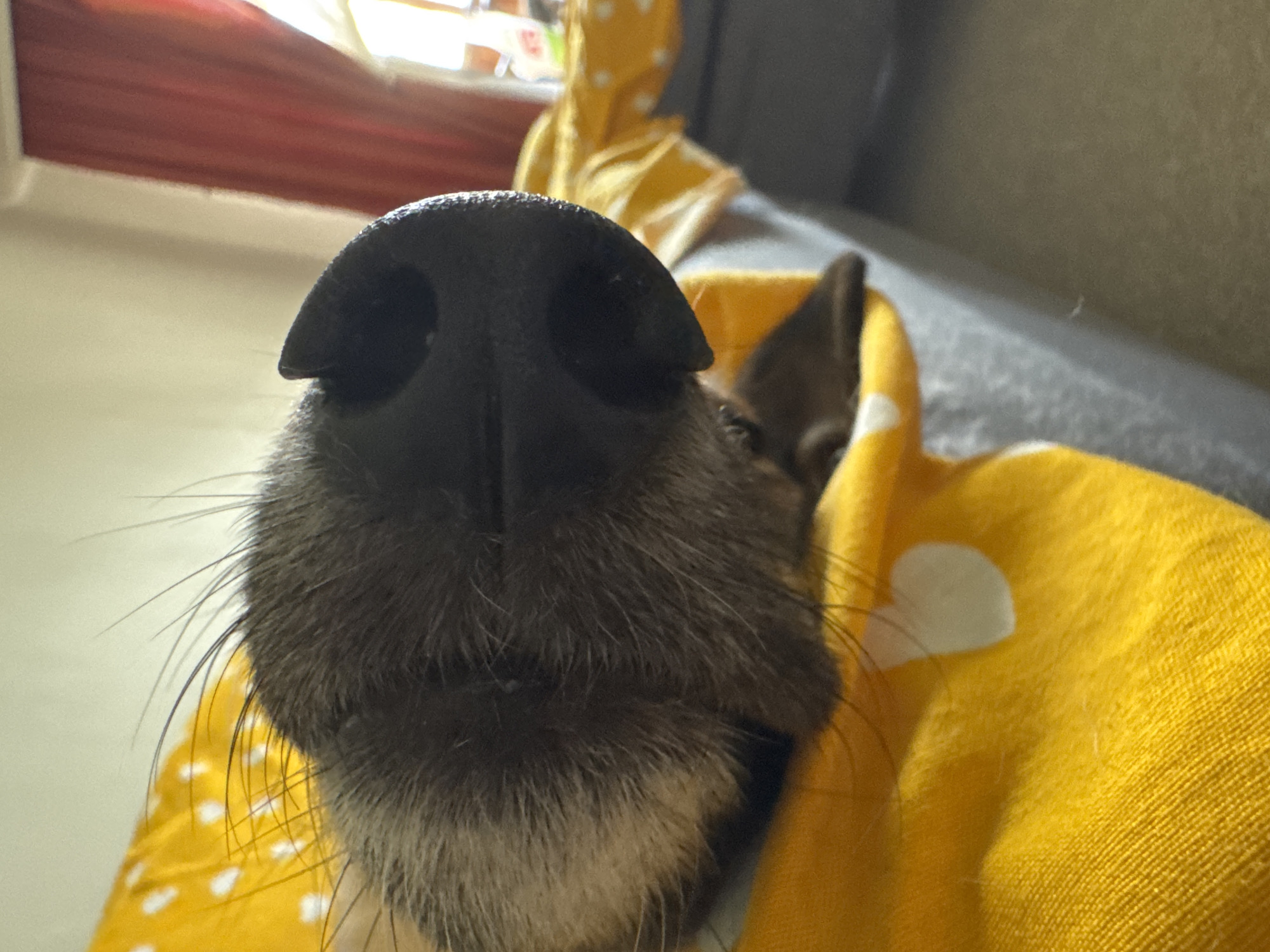 The image is a close-up, low-angle shot of a dog's wet, black nose and snout. The dog is resting on a grey surface covered by a yellow blanket with white hearts. The background is blurred and shows a red curtain and window. There are no people visible in the image. The lighting suggests an indoor setting, possibly a home. The image is not located in Bila Tserkva, Ukraine.