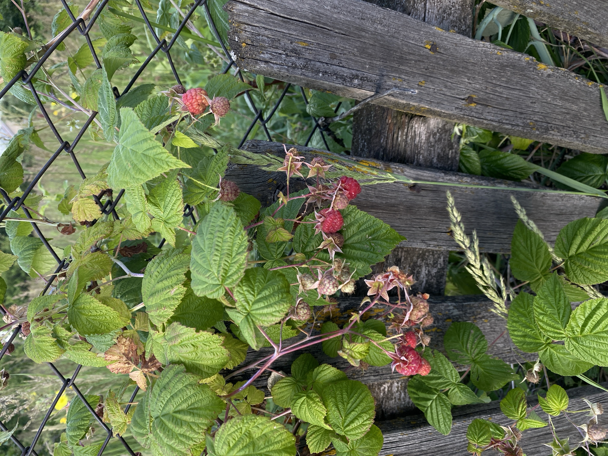 The image captures a close-up view of a raspberry bush growing near a weathered wooden fence in Oktyabr'skii, Russia. The raspberry plant features vibrant green leaves, some showing signs of browning, and clusters of developing and ripe raspberries. The berries range in color from light pink to deep red. The wooden fence, made of rough-hewn planks, shows signs of age and weathering, with some yellowing discoloration and exposed nails.
The scene appears to be outdoors, likely in a rural or garden setting, given the presence of the raspberry bush and fence. The lighting suggests it is daytime, with soft sunlight filtering through the foliage. The overall impression is one of natural growth and rustic charm. There is no visible text in the image.