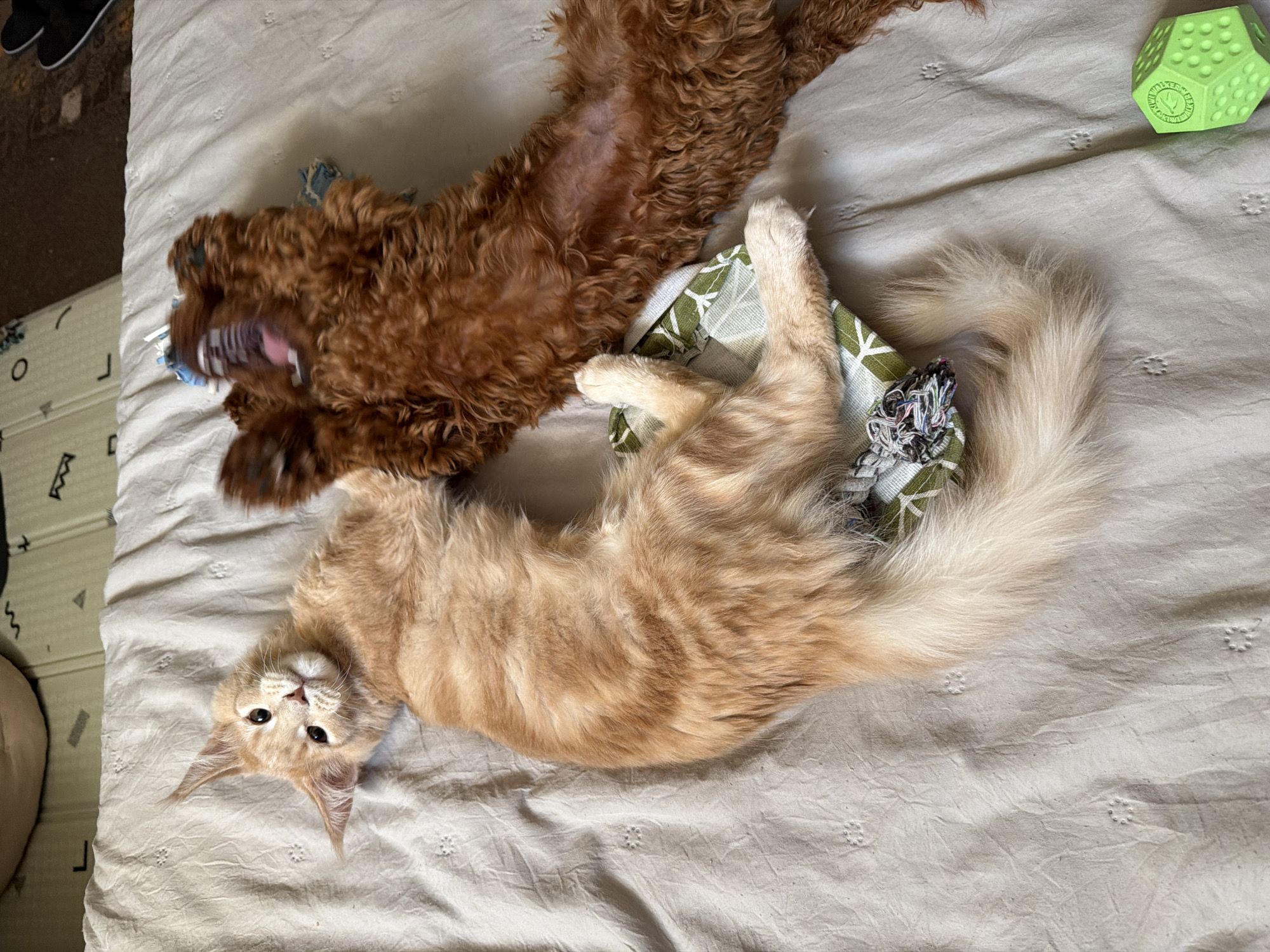 In an indoor setting, likely a bedroom, two pets, a ginger cat and a brown dog, are playing together on a light-colored, textured bedsheet. The cat, positioned on the left, is lying on its back with its head tilted up and looking towards the camera. Its paws are extended. The dog, on the right, is also on its back, partially obscured by motion blur, and appears to be actively engaged with the cat, with its mouth open and paws up. A green cube-shaped dog toy is visible in the lower right corner of the image. The scene is lit by natural light, casting soft shadows. There is no indication of the specific location within the city of Sofia, Bulgaria.