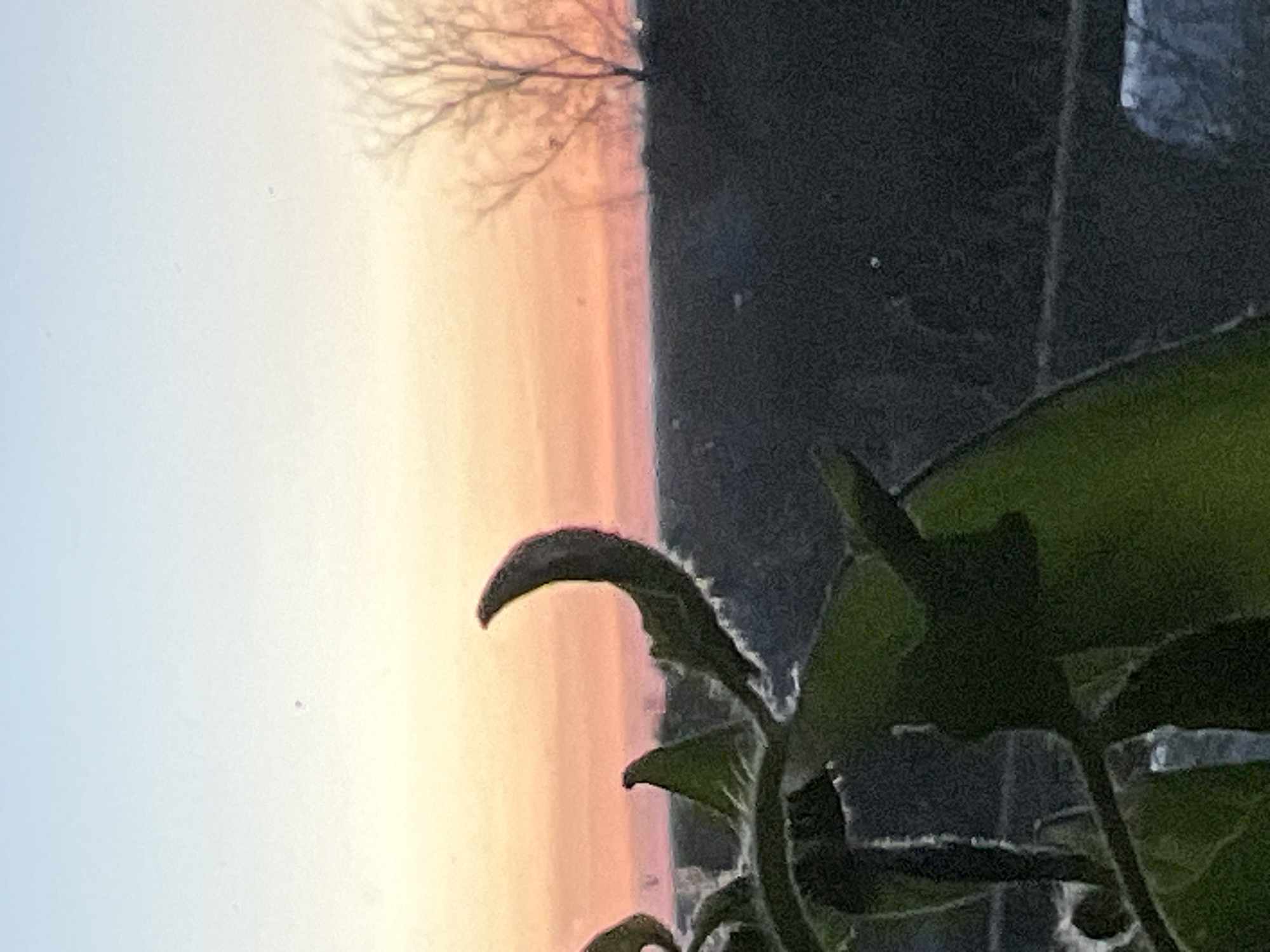 The image captures a plant with green leaves in the foreground, appearing to be indoors. Behind the plant, a window reveals a sunset sky with a gradient of colors from pale blue to orange. A silhouette of bare tree branches is visible against the sky. The location in the city of Votkinsk, Russia is not discernible from the image. The plant is the primary subject. The sunset is the backdrop. The setting is likely indoors, looking out a window. No people or actions are observable.