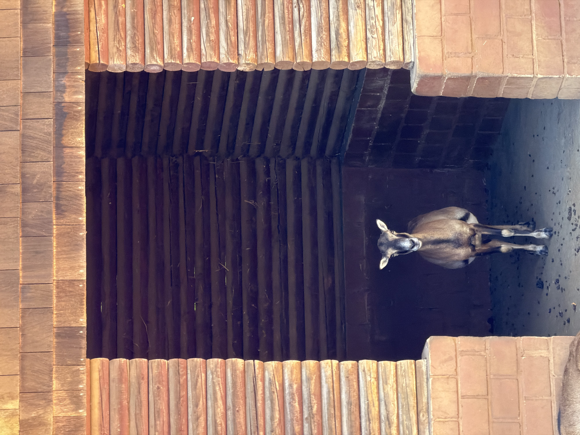 A medium shot shows a mouflon standing inside a wooden structure with an open front. The mouflon is facing the camera, with its head slightly tilted. Its fur is a mottled brown and gray. The wooden structure is made of logs and planks, with a shingle roof. The ground inside the structure is covered with dirt and small stones. The scene appears to be in an outdoor enclosure, possibly a zoo or wildlife park. The location is not explicitly stated to be in Esch-sur-Alzette, Luxembourg, but the image might be from a facility there.